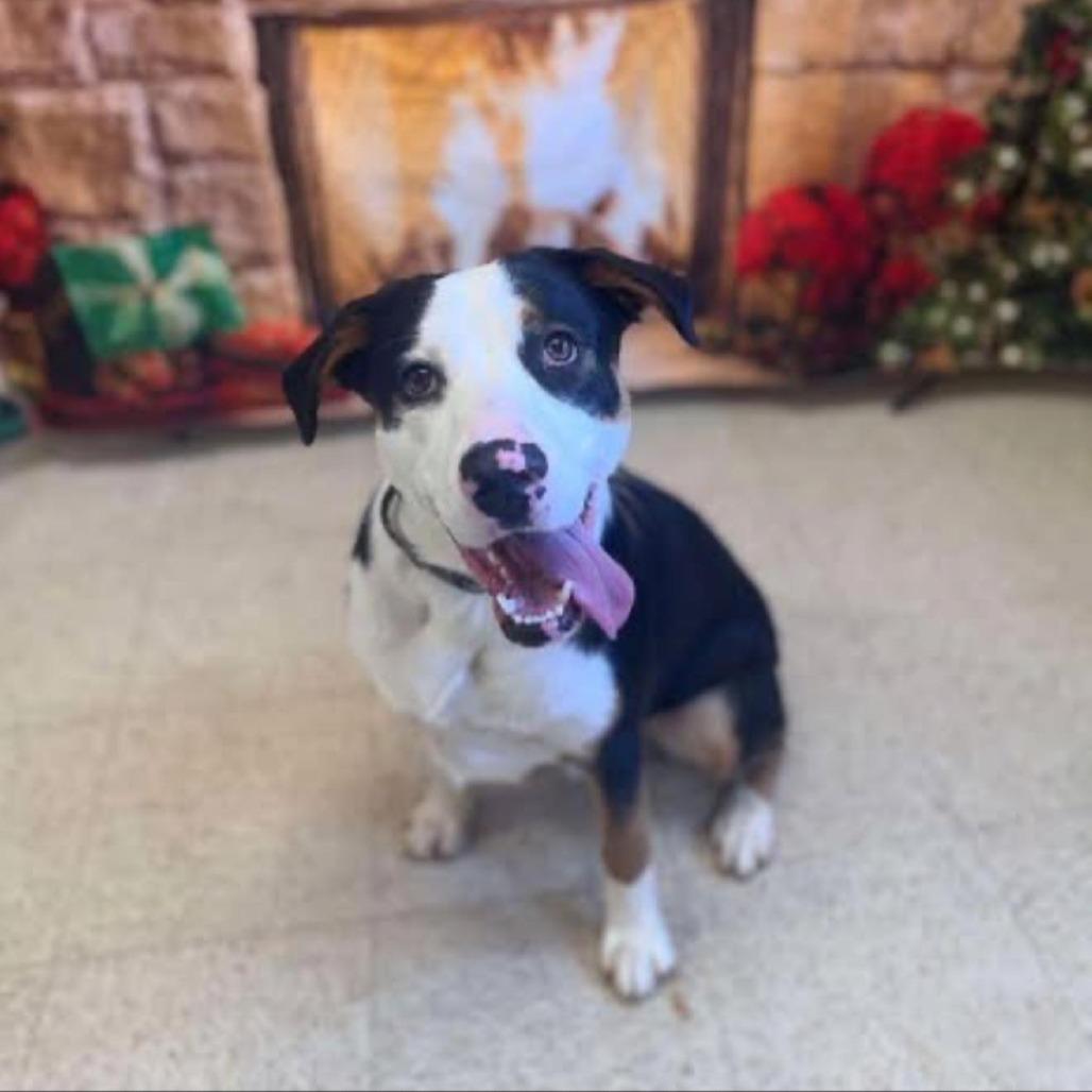 Enlarge Scout, a Adoptable Mixed Breed in Alexandria, VA image 3/4