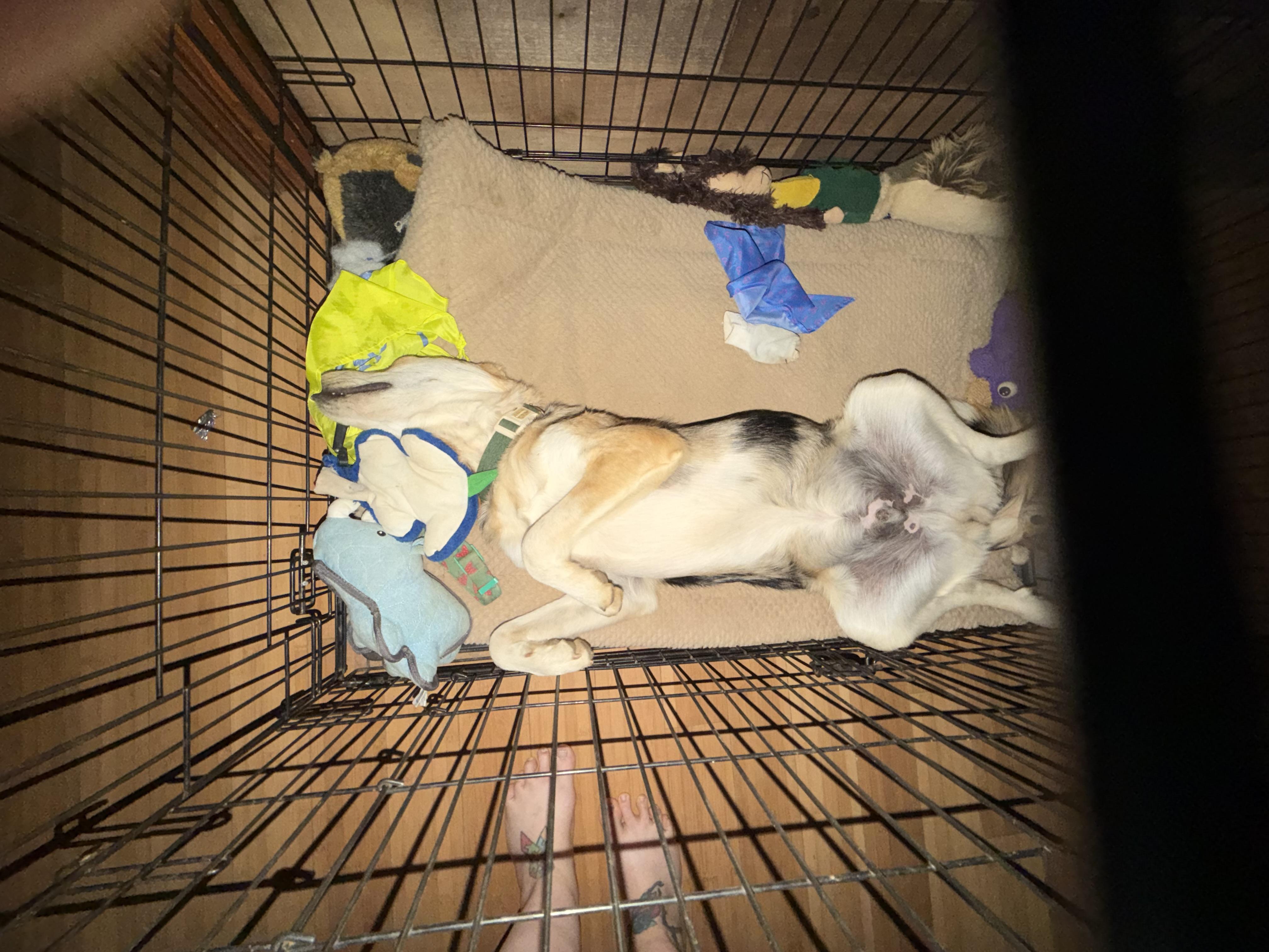 Enlarge Petey, an adopted mixed breed in Copper Hill, VA image 3/3