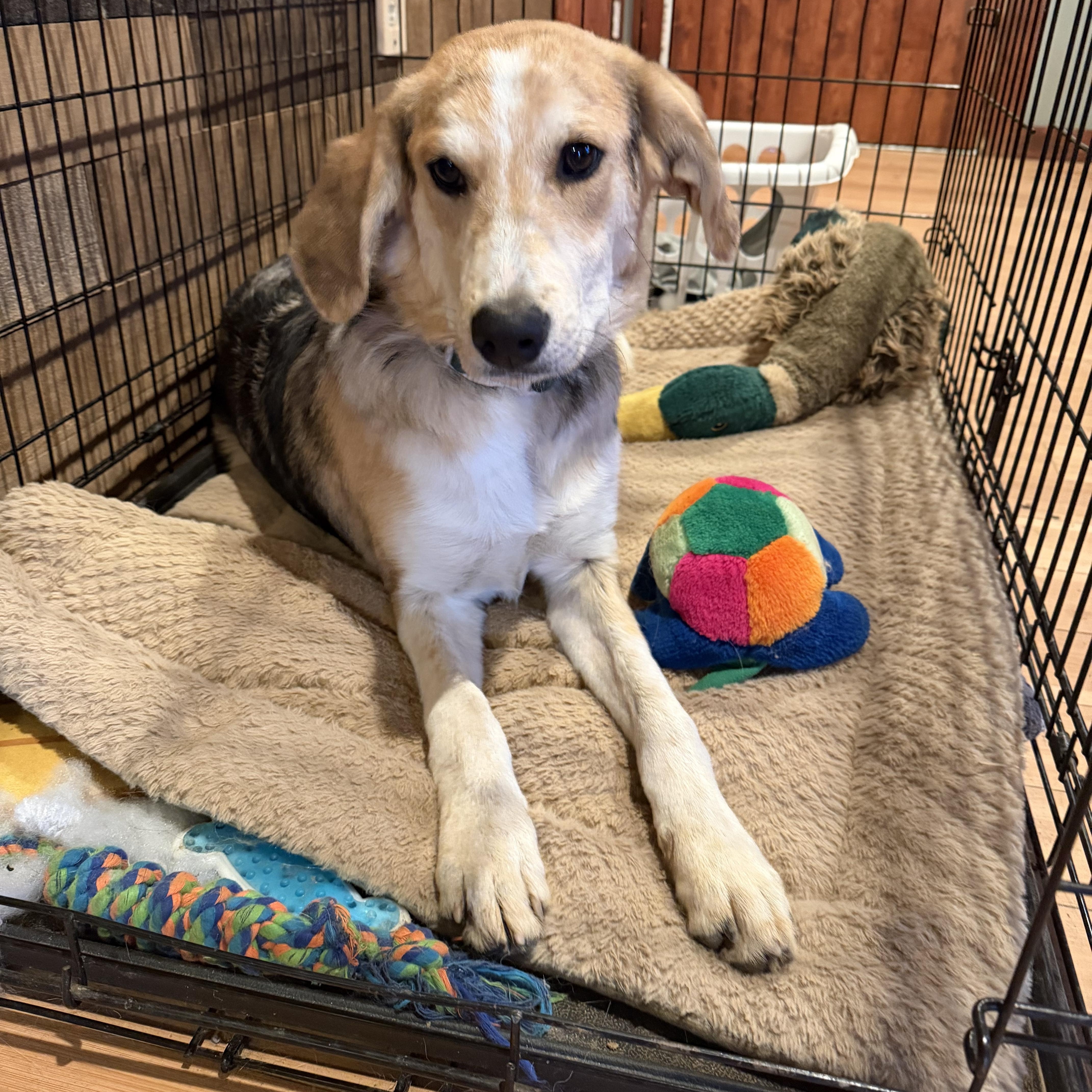 Enlarge Petey, an adopted mixed breed in Copper Hill, VA image 2/3