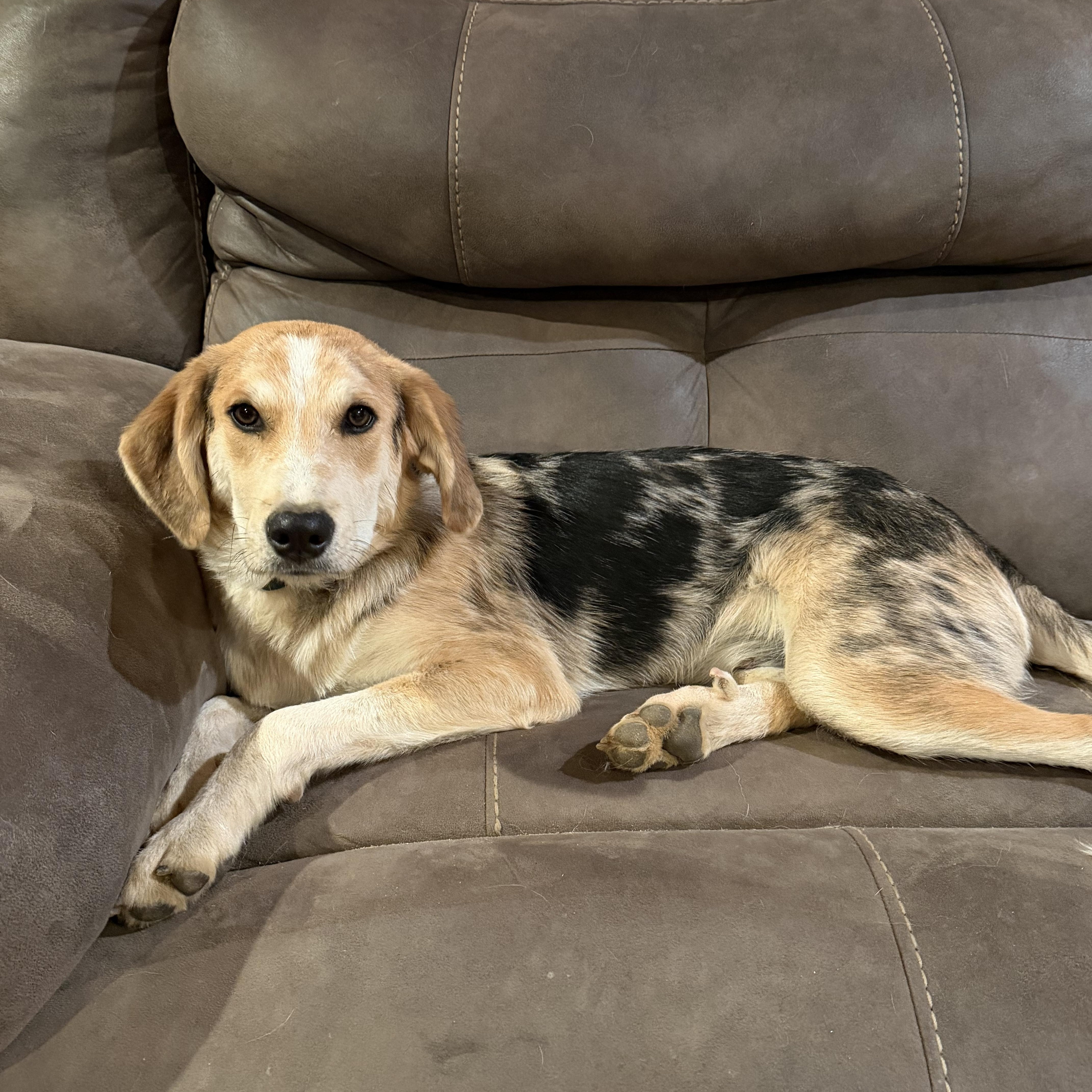 Petey, adopted, Young Male Beagle & Australian Shepherd.