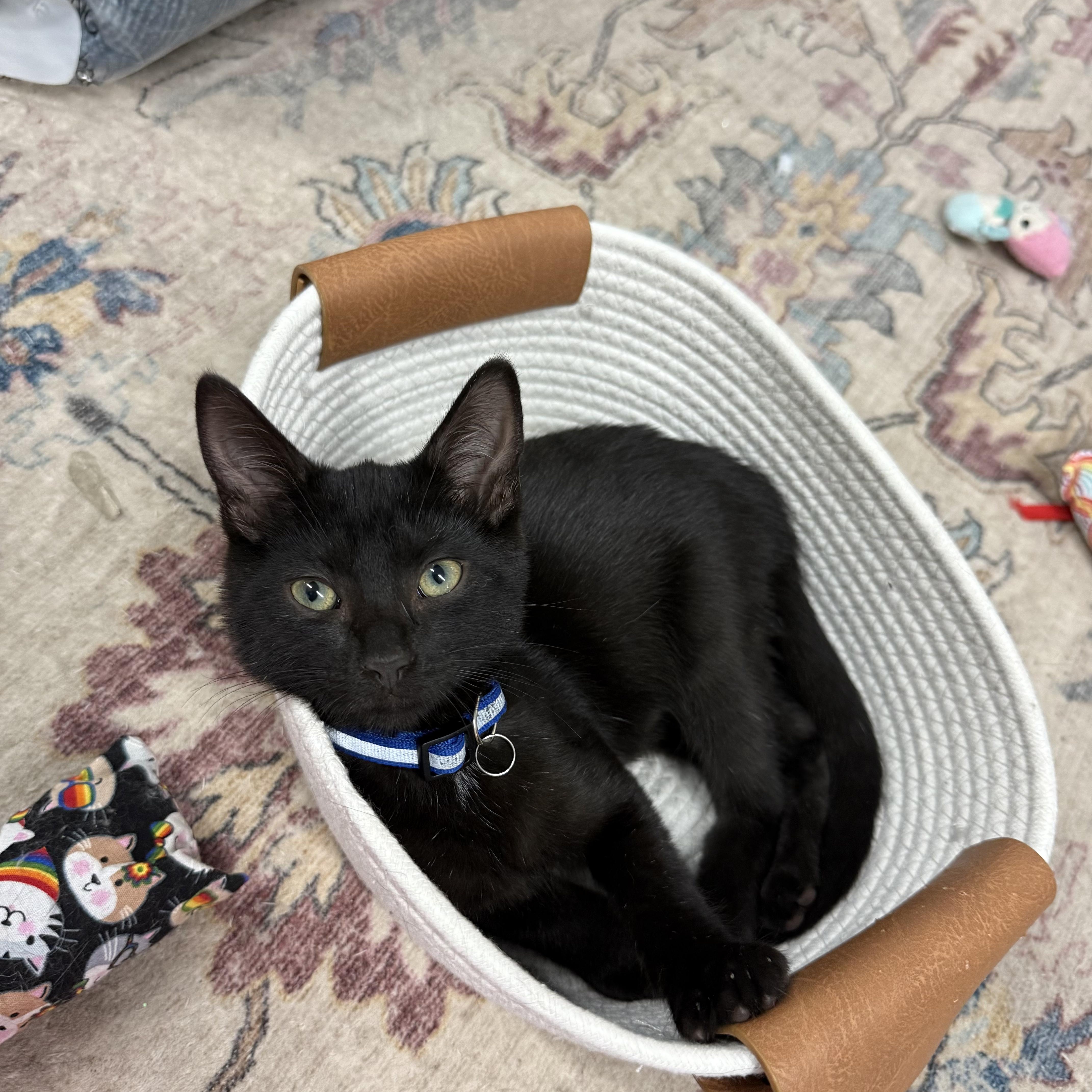 Link, Adoptable, Kitten Male Domestic Short Hair.