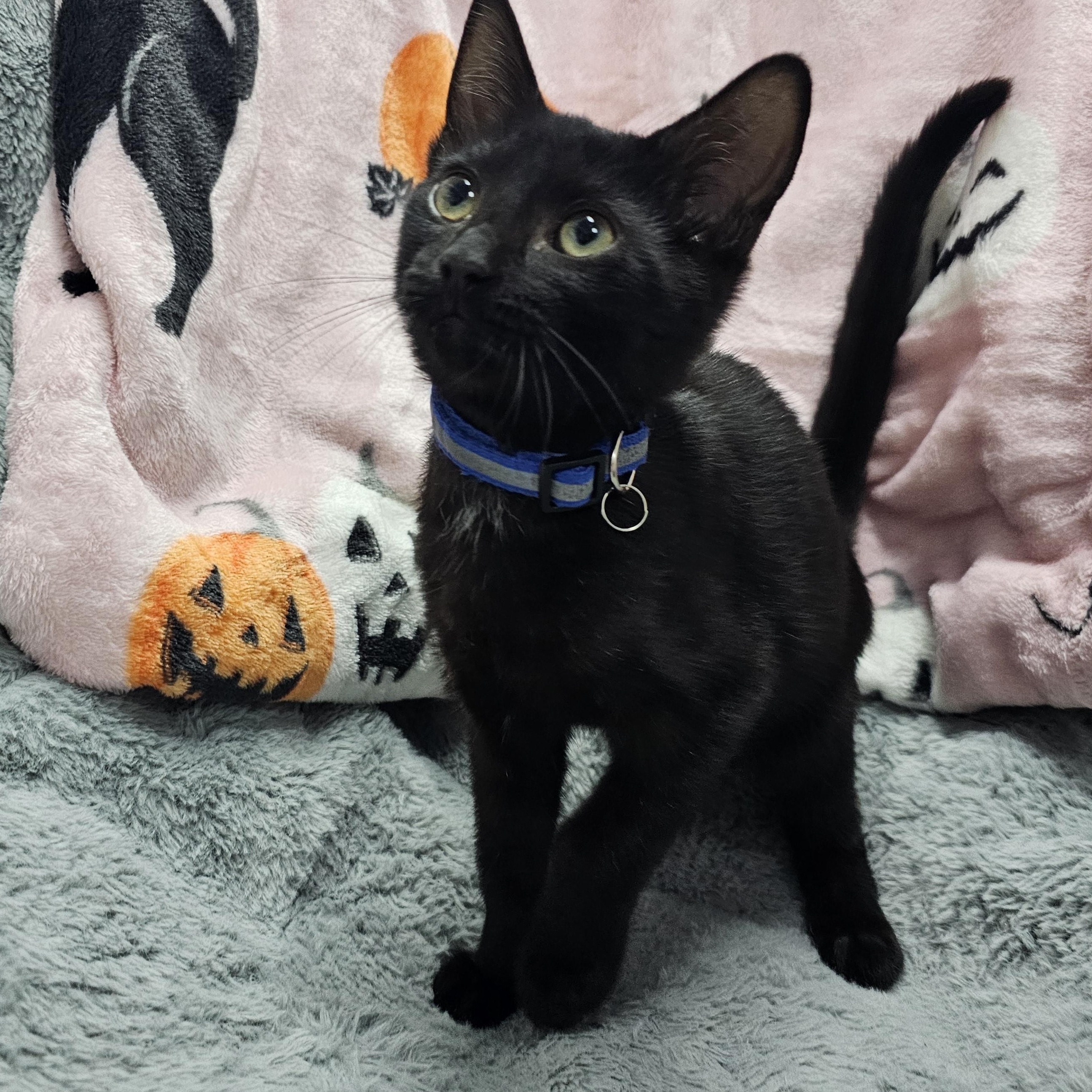 Enlarge Link, a Adoptable Domestic Short Hair in Toledo, OH image 2/2