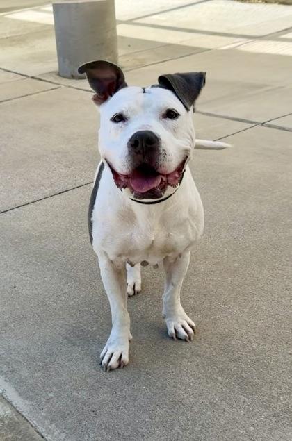Zelda, Adoptable, Adult Female Mixed Breed & Mixed Breed.