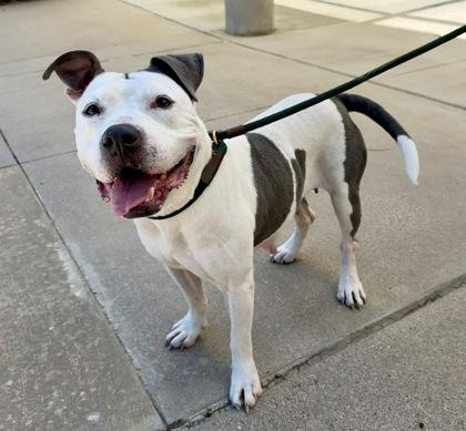 Zelda, a Adoptable mixed breed in Fort Worth, TX image 2/3
