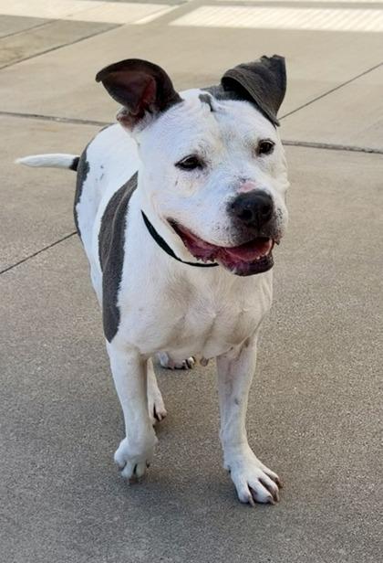 Zelda, a Adoptable mixed breed in Fort Worth, TX image 3/3
