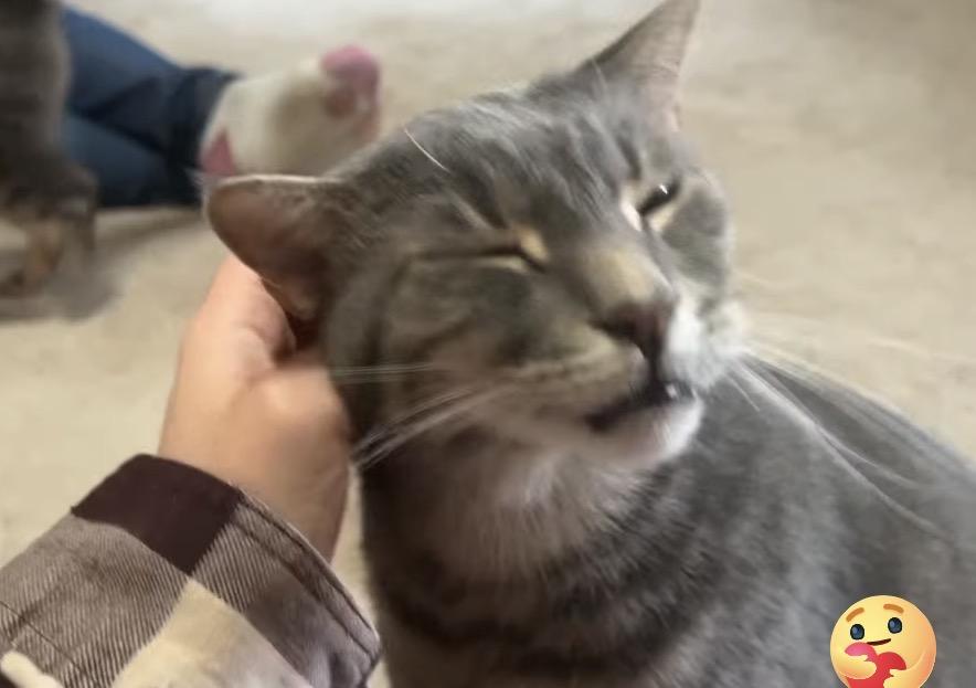 Enlarge Blair & Lillith, a ADOPTABLE Domestic Short Hair in Andover, CT image 4/6