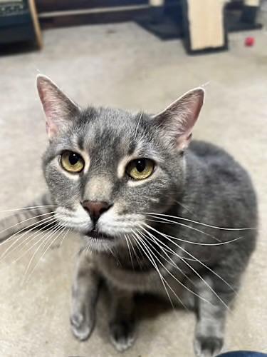 Enlarge Blair & Lillith, a ADOPTABLE Domestic Short Hair in Andover, CT image 6/6