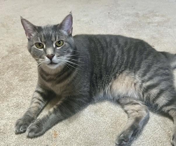 Enlarge Blair & Lillith, a ADOPTABLE Domestic Short Hair in Andover, CT image 3/6