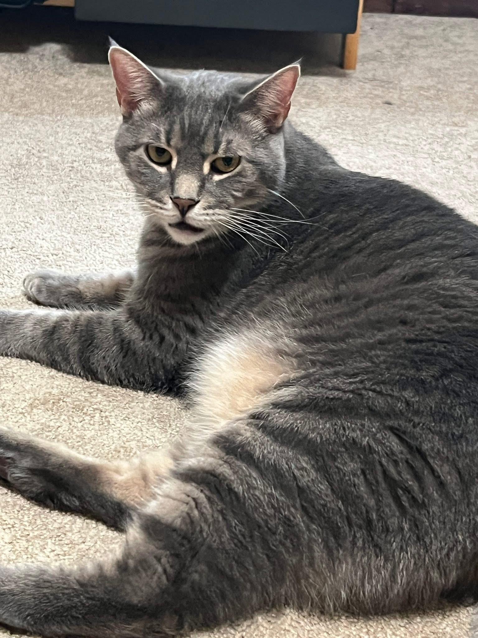 Enlarge Blair & Lillith, a ADOPTABLE Domestic Short Hair in Andover, CT image 2/6