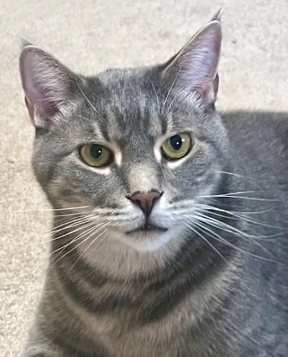 Enlarge Blair & Lillith, a ADOPTABLE Domestic Short Hair in Andover, CT image 1/6