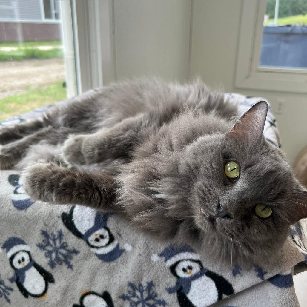 Scarlett, Adoptable, Senior Female Domestic Medium Hair.