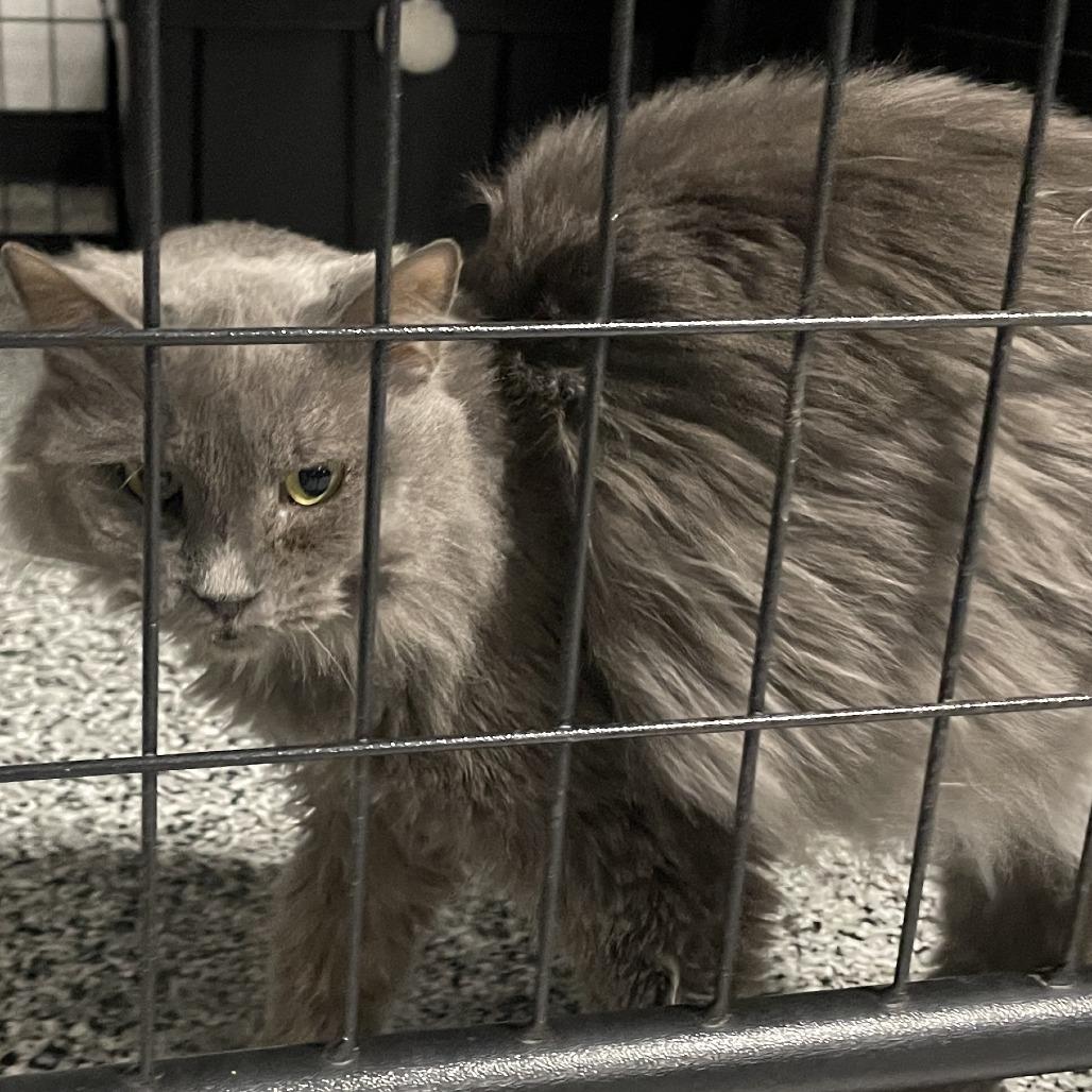 Enlarge Scarlett, a Adoptable Domestic Medium Hair in East Smithfield , PA image 2/6