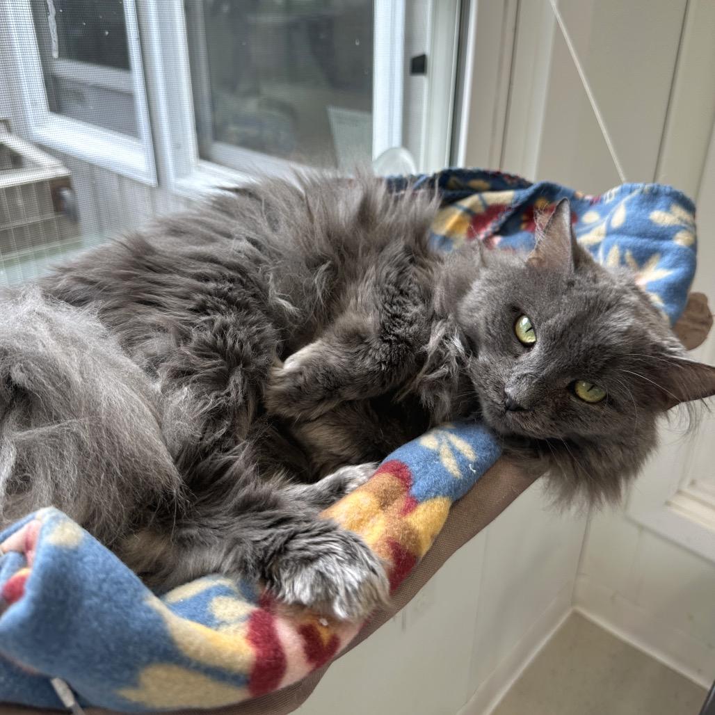 Enlarge Scarlett, a Adoptable Domestic Medium Hair in East Smithfield , PA image 3/6