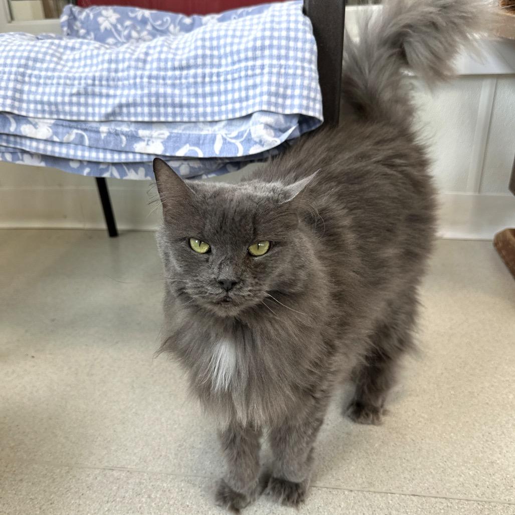 Enlarge Scarlett, a Adoptable Domestic Medium Hair in East Smithfield , PA image 4/6