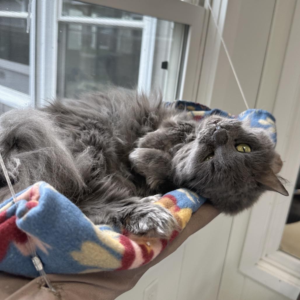 Enlarge Scarlett, a Adoptable Domestic Medium Hair in East Smithfield , PA image 5/6