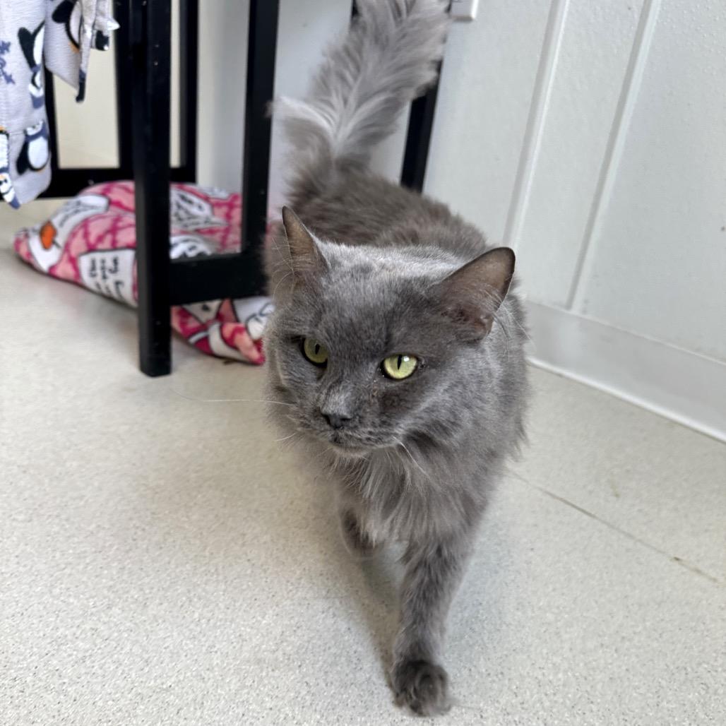 Enlarge Scarlett, a Adoptable Domestic Medium Hair in East Smithfield , PA image 6/6