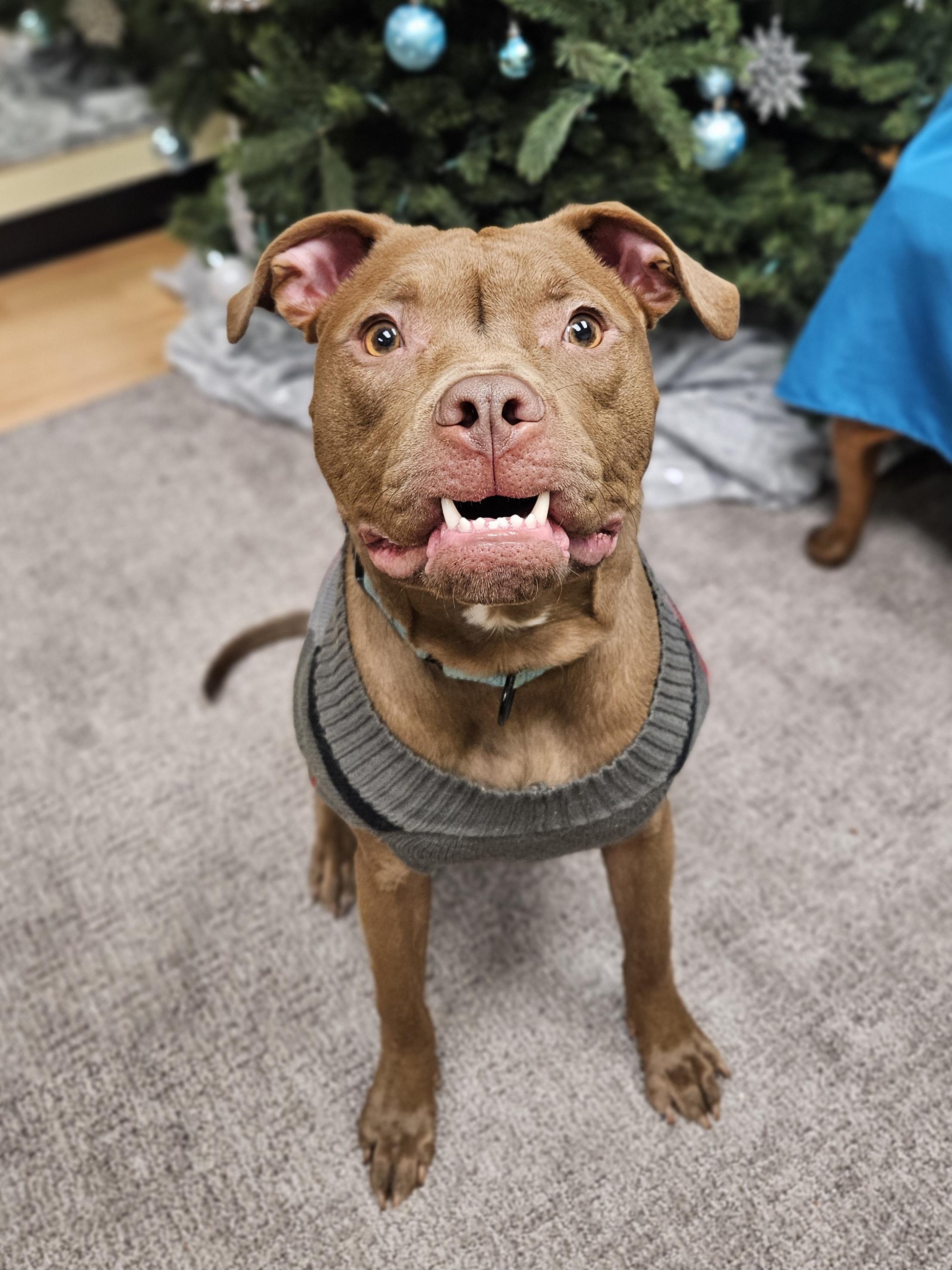 MIKE $400, Adoptable, Young Male Labrador Retriever.