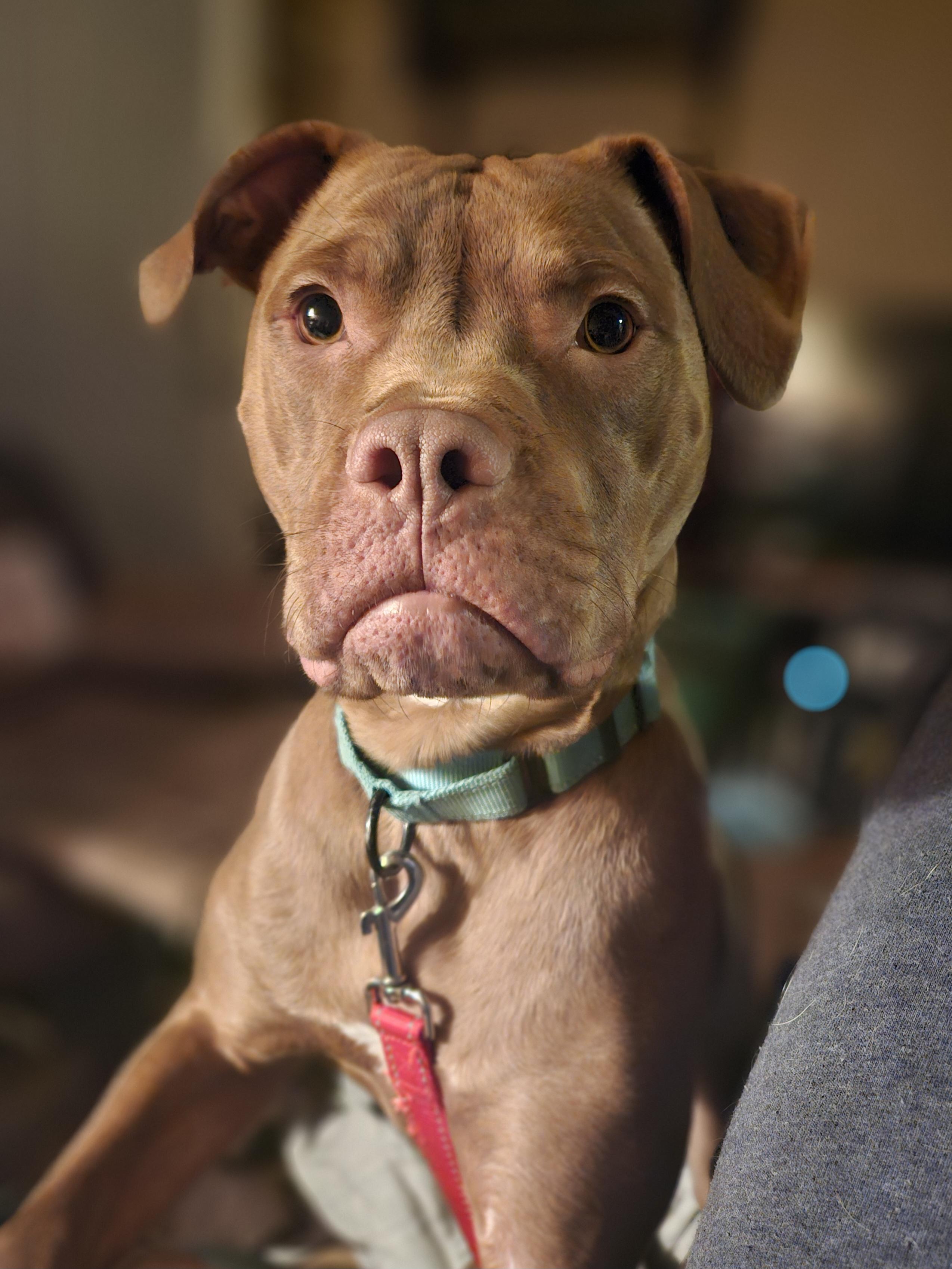 Enlarge MIKE   $200, a Adoptable mixed breed in Milwaukee, WI image 3/6