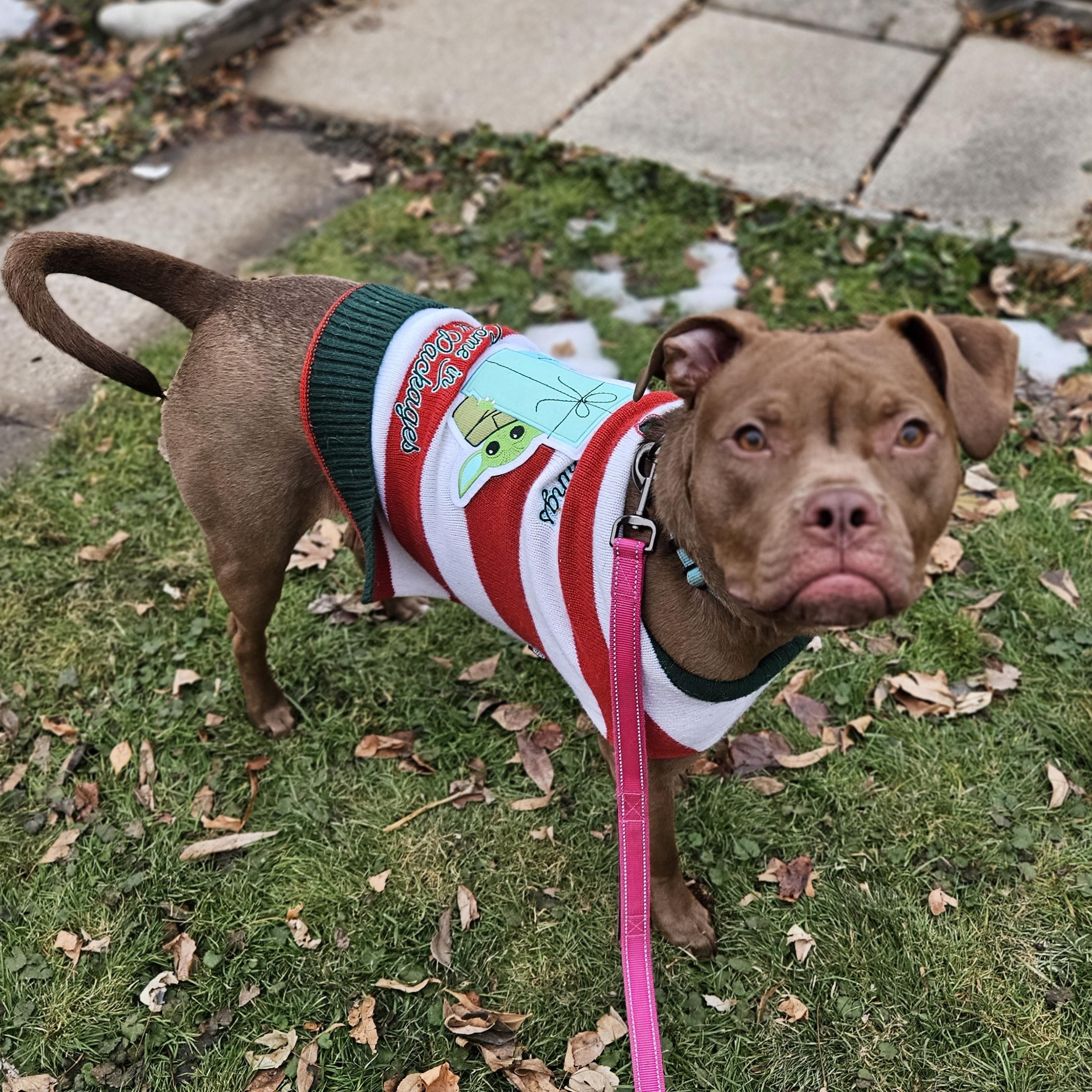 Enlarge MIKE   $200, a Adoptable mixed breed in Milwaukee, WI image 6/6