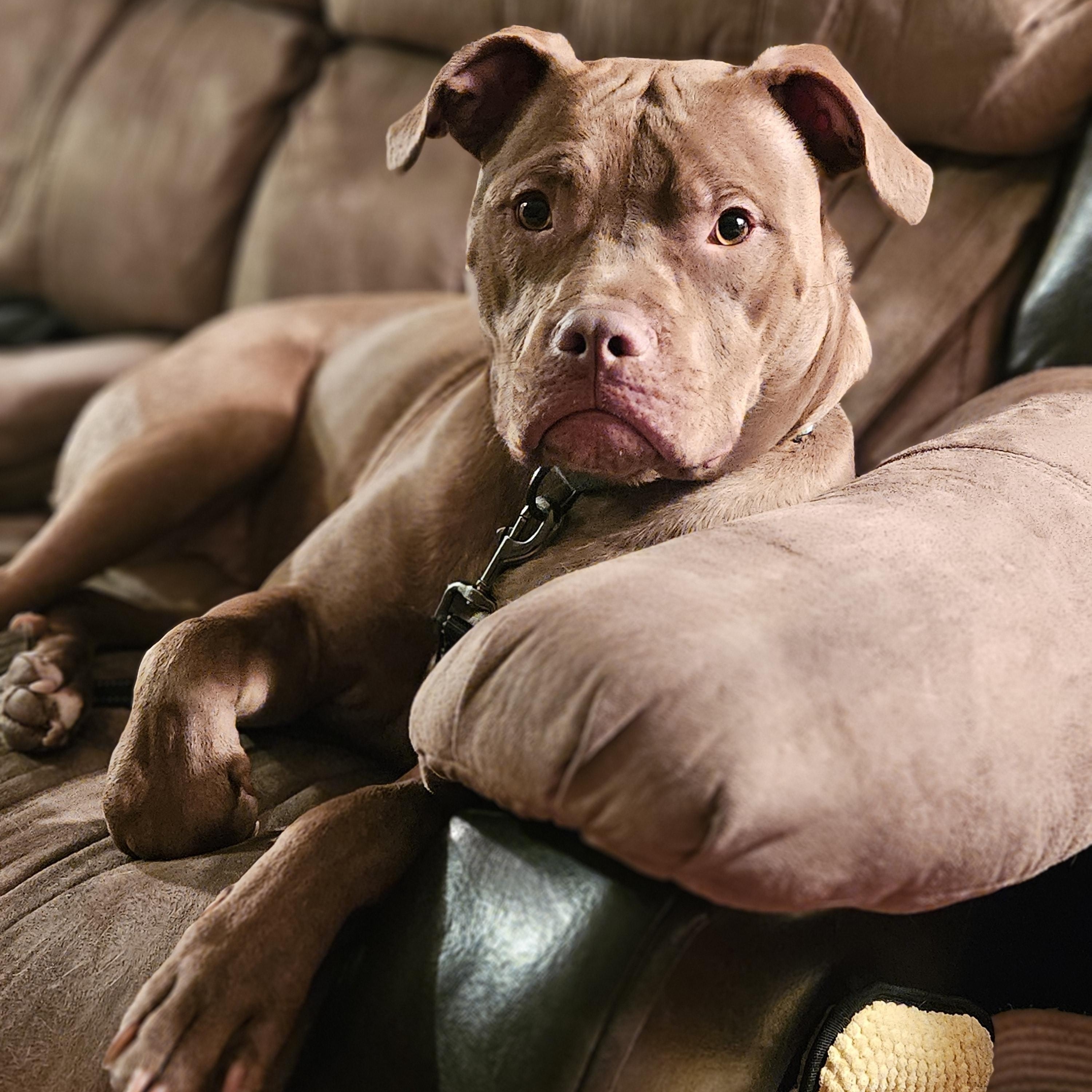 MIKE   $200, Adoptable, Adult Male Labrador Retriever.