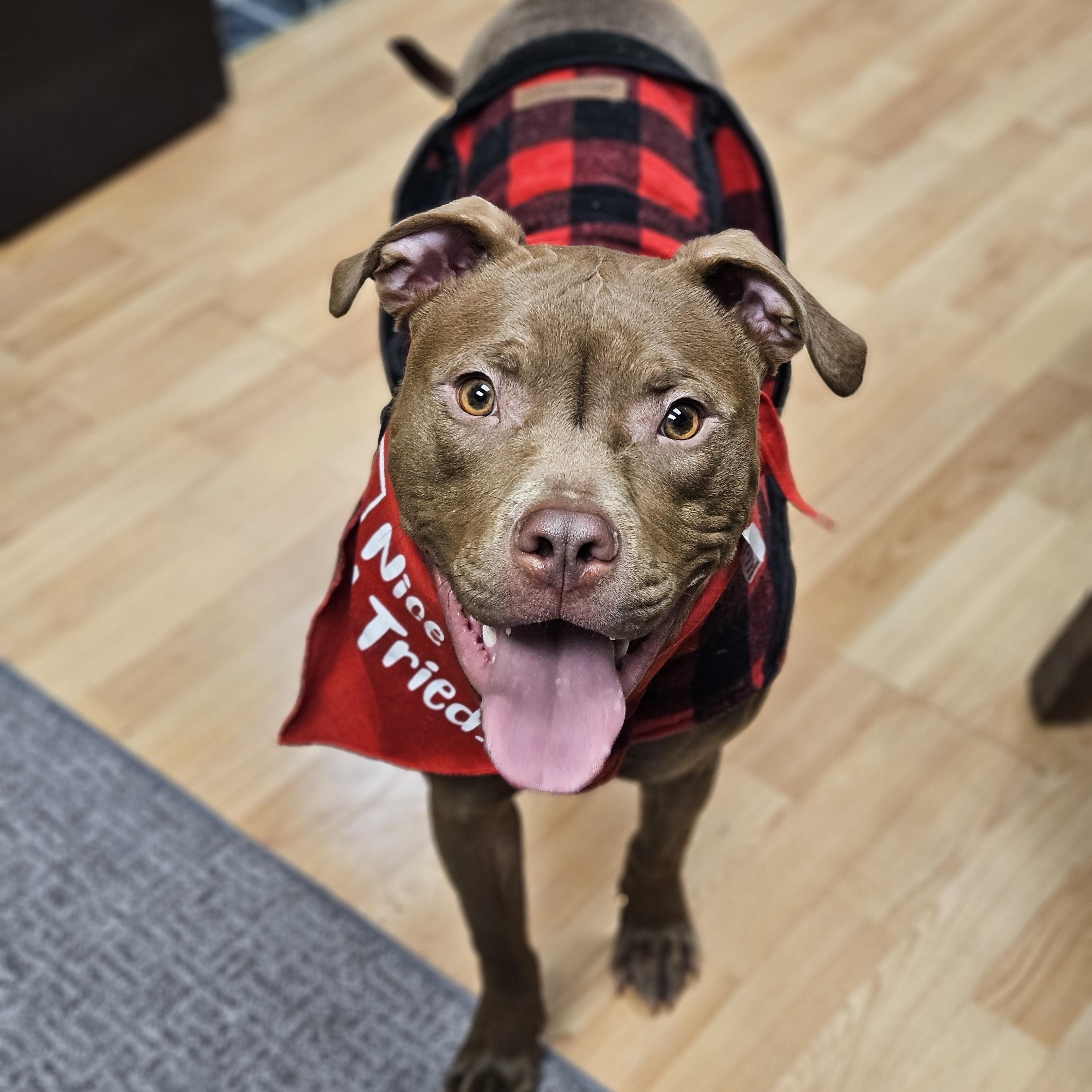 MIKE $400, a Adoptable mixed breed in Milwaukee, WI image 2/6