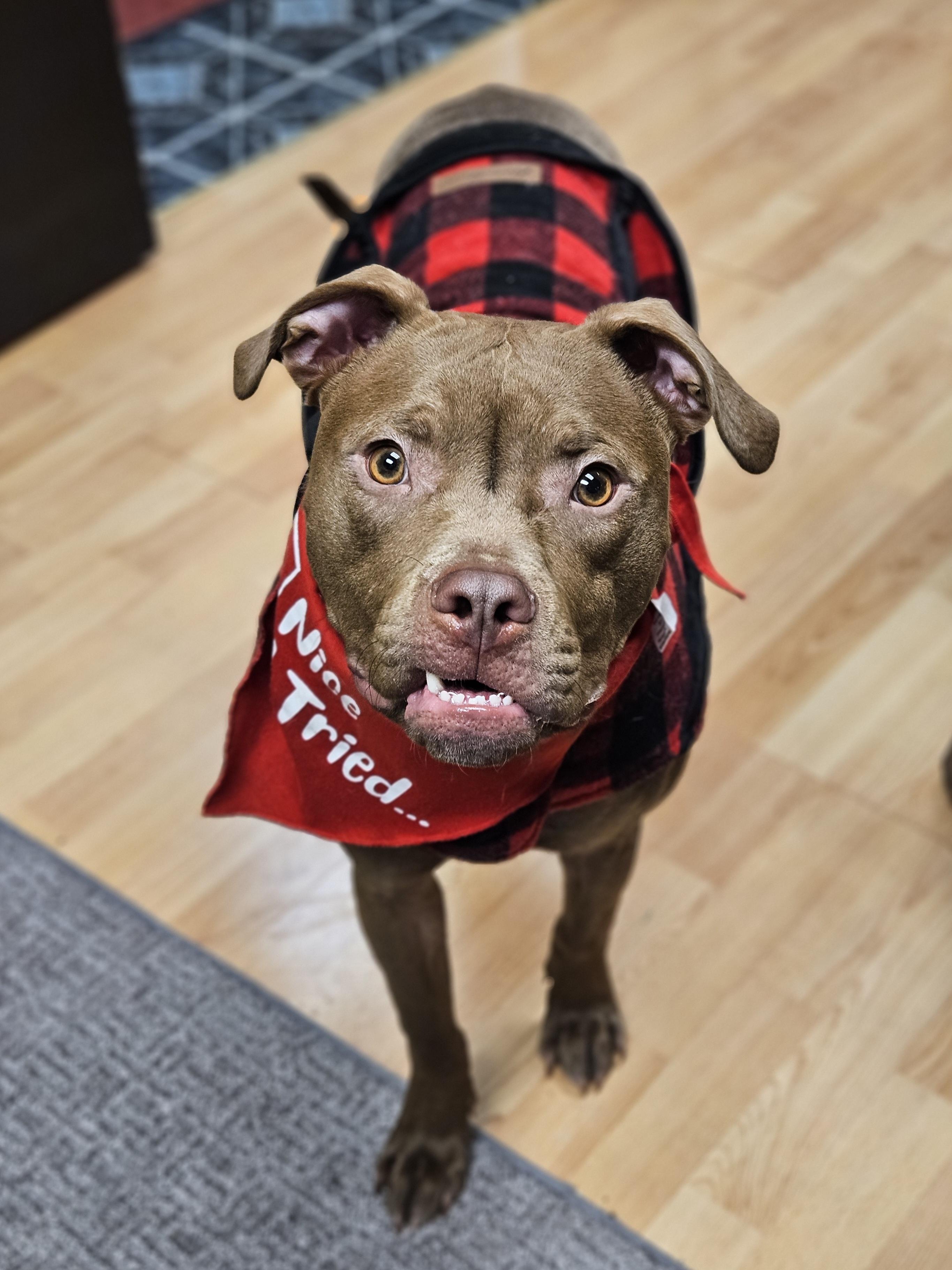 MIKE $400, a Adoptable mixed breed in Milwaukee, WI image 3/6