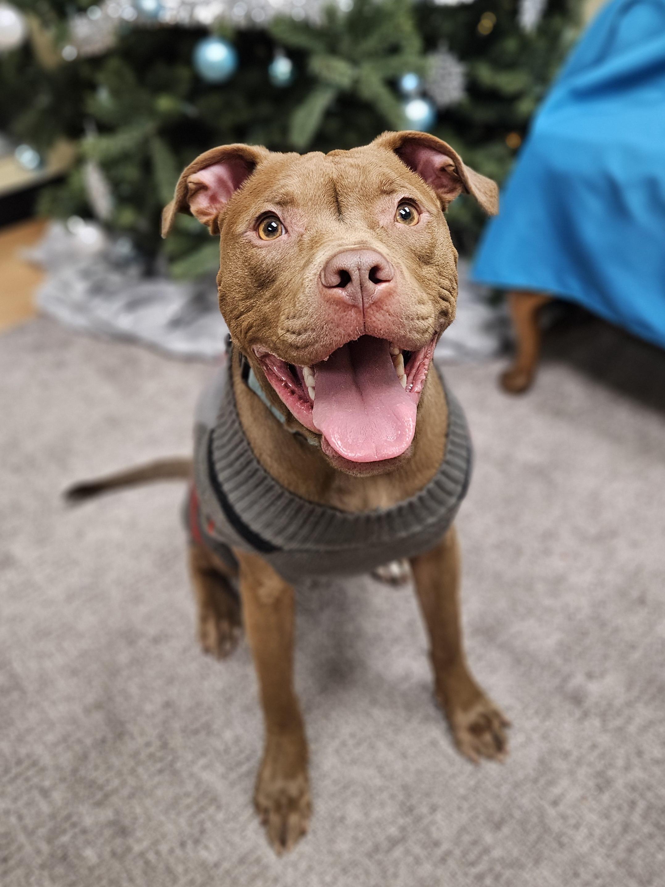 MIKE $400, a Adoptable mixed breed in Milwaukee, WI image 4/6