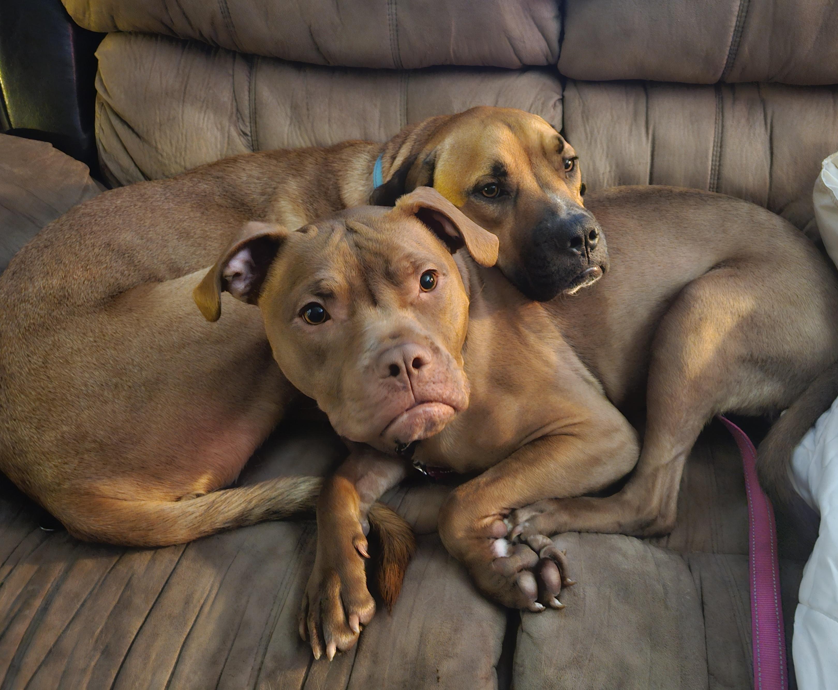 Enlarge MIKE   $200, a Adoptable mixed breed in Milwaukee, WI image 5/6