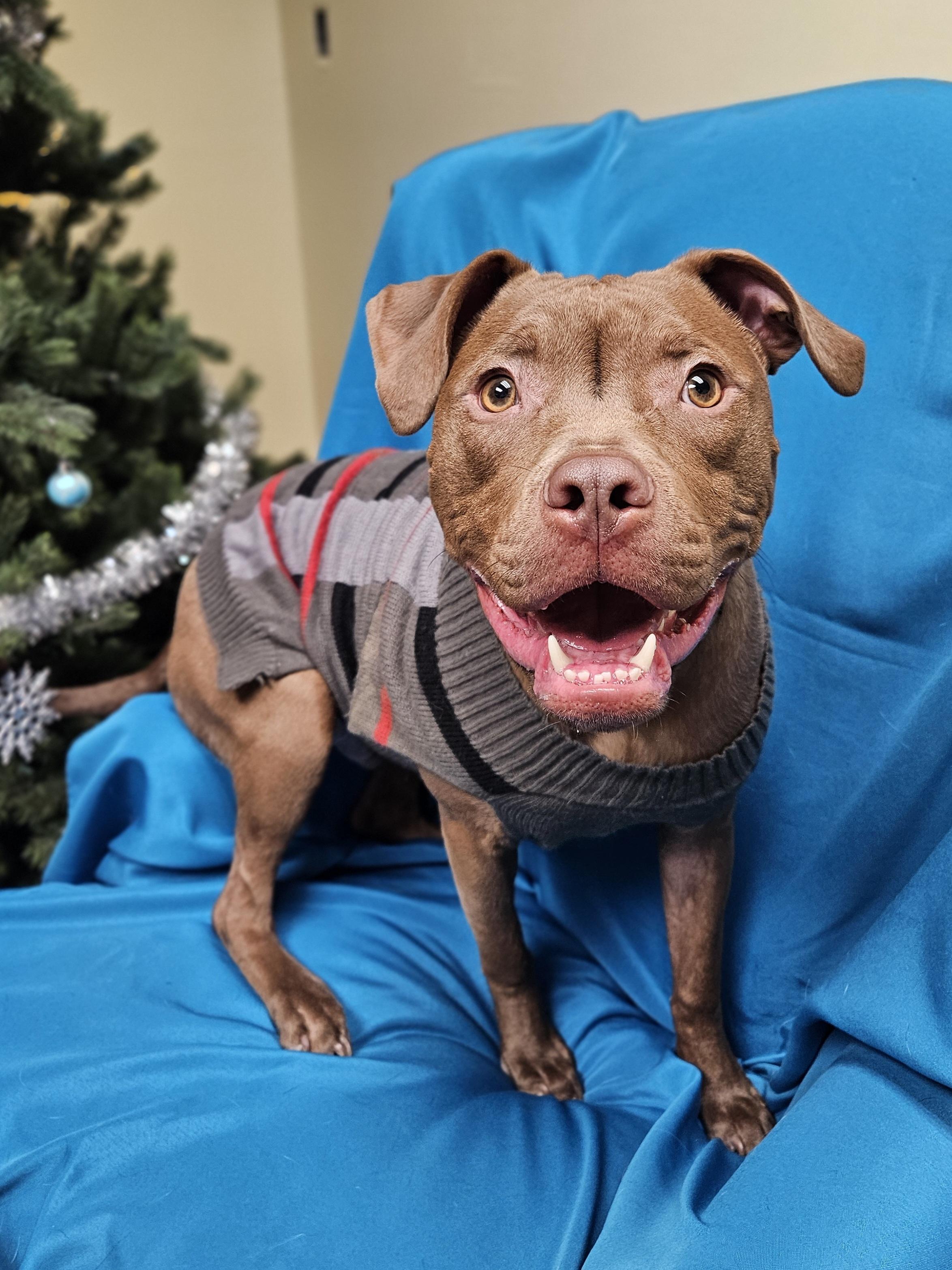 MIKE $400, a Adoptable mixed breed in Milwaukee, WI image 5/6