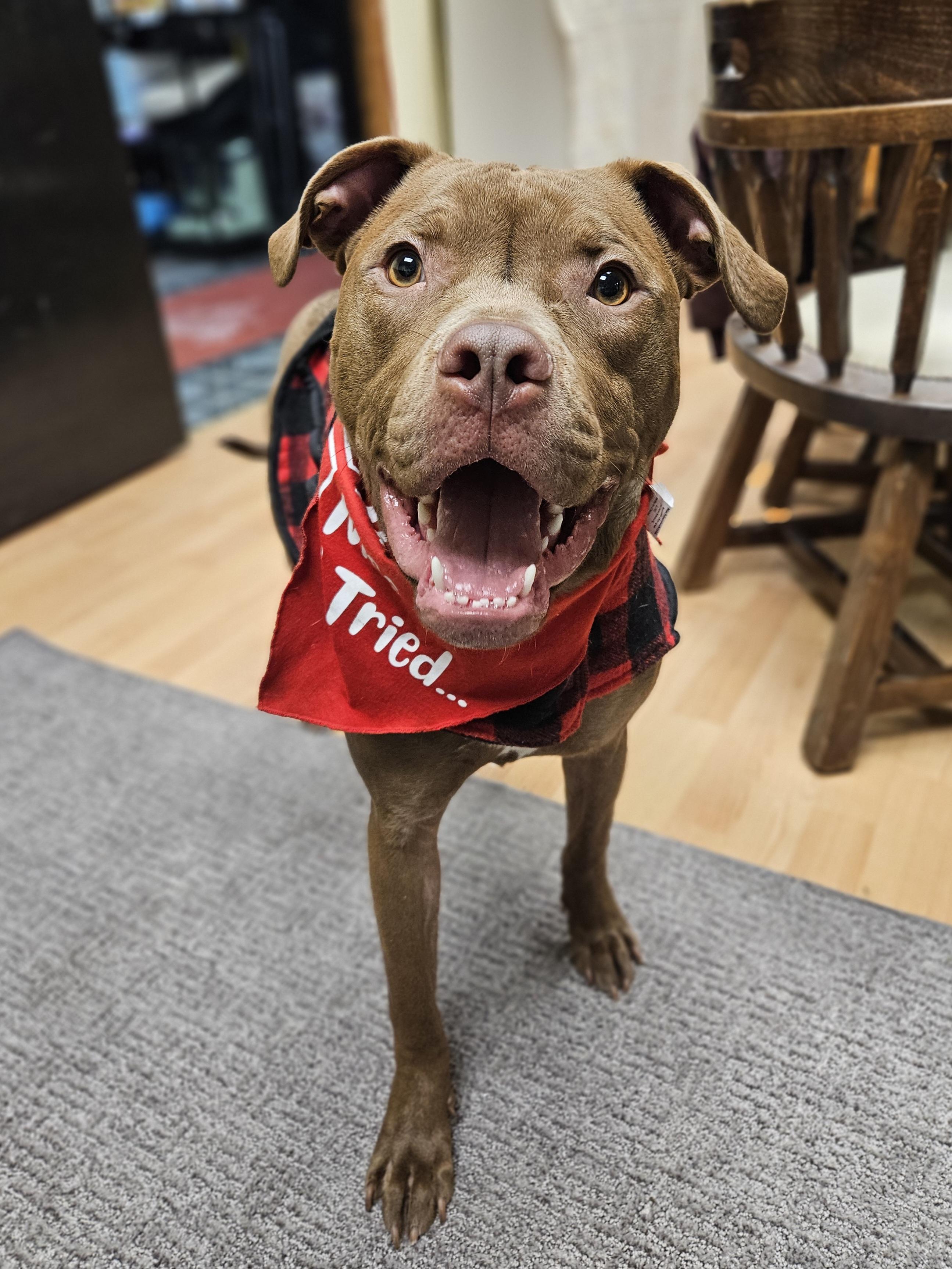 MIKE $400, a Adoptable mixed breed in Milwaukee, WI image 6/6