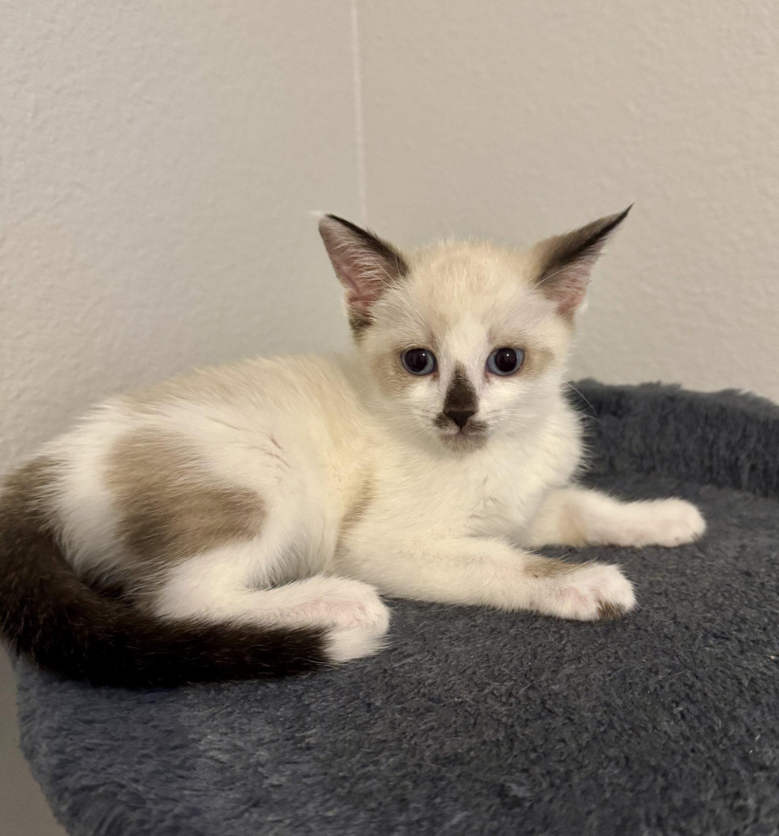 Margo, Adopted, Kitten Female Siamese.