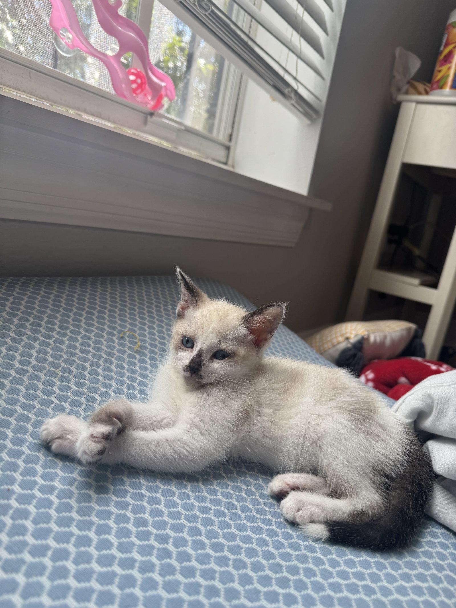 Margo, a Adopted Siamese in Tampa, FL image 2/3