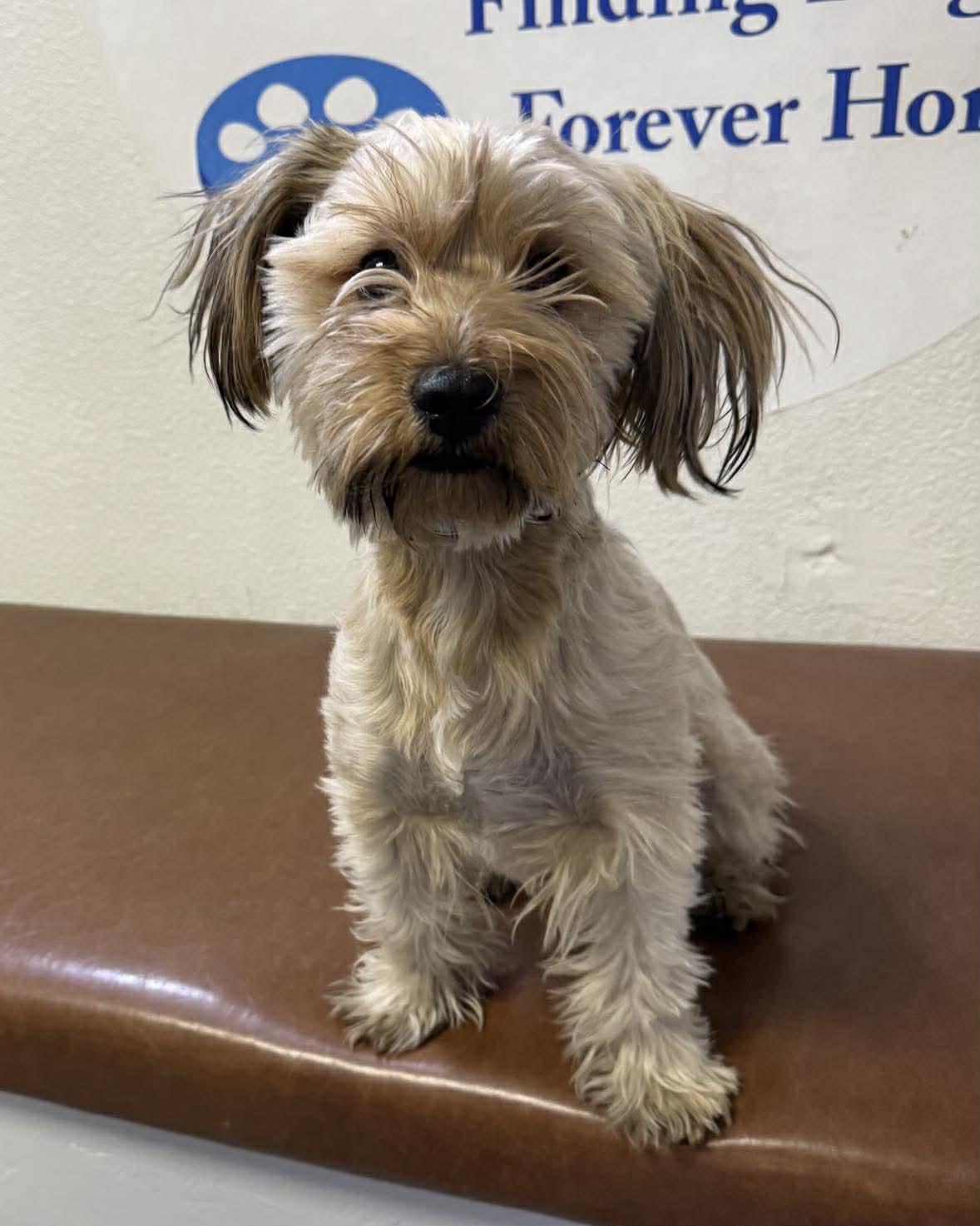 Milo, adopted, Young Male Yorkshire Terrier & Dachshund.