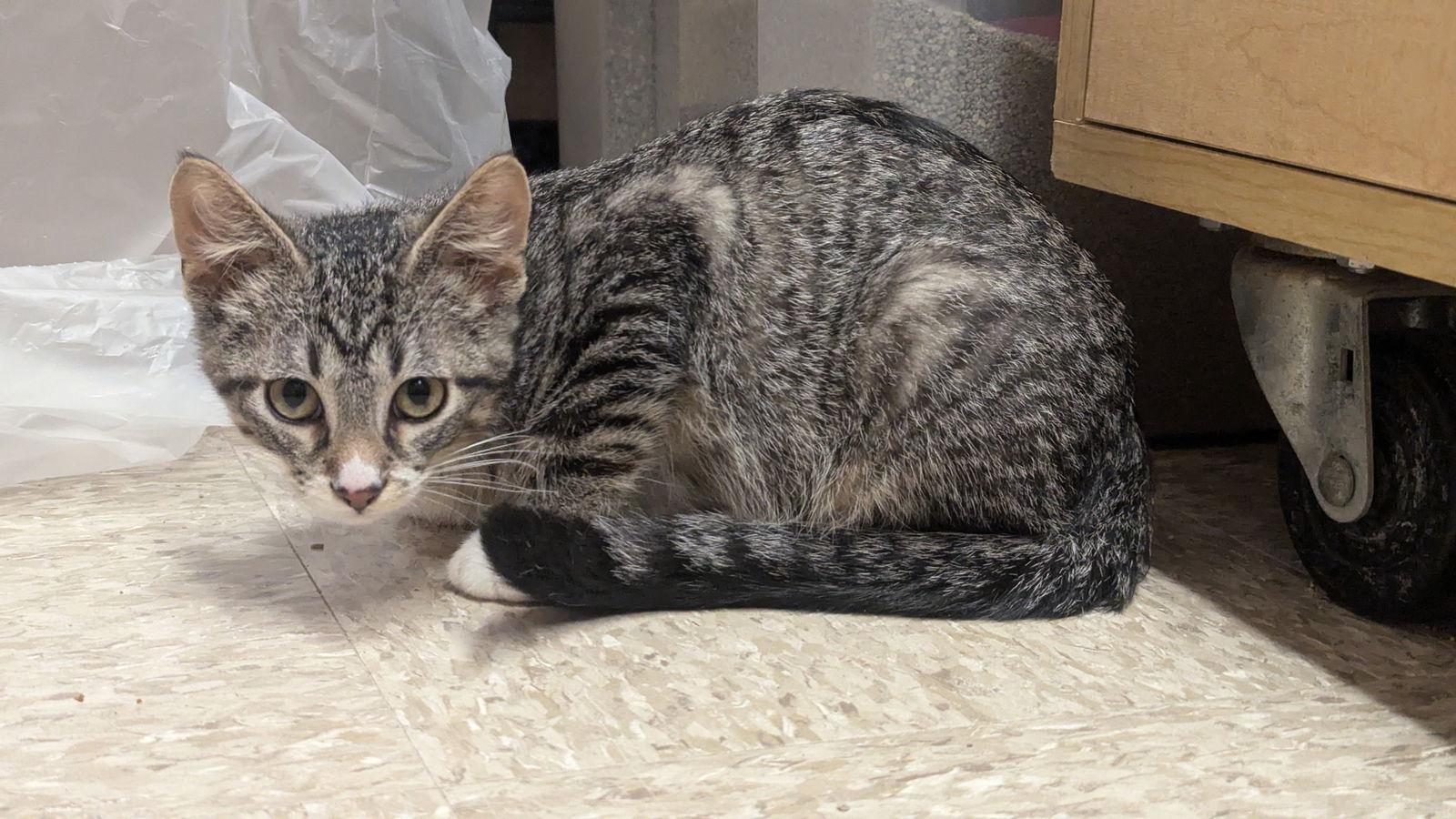 Enlarge Mustang, a Adoptable Domestic Short Hair in hinckley, IL image 1/1