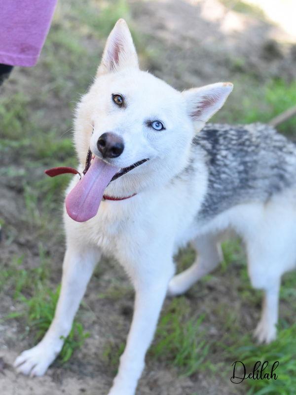 Enlarge Delilah, a Adoptable Husky in Montgomery, TX image 1/3