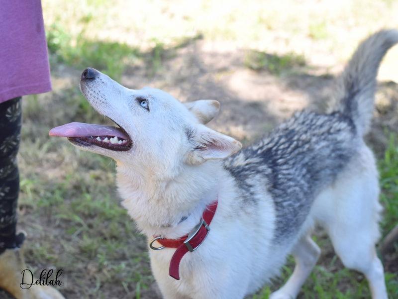 Delilah, Adoptable, Young Female Husky.