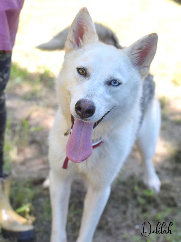 Enlarge Delilah, a Adoptable Husky in Montgomery, TX image 3/3
