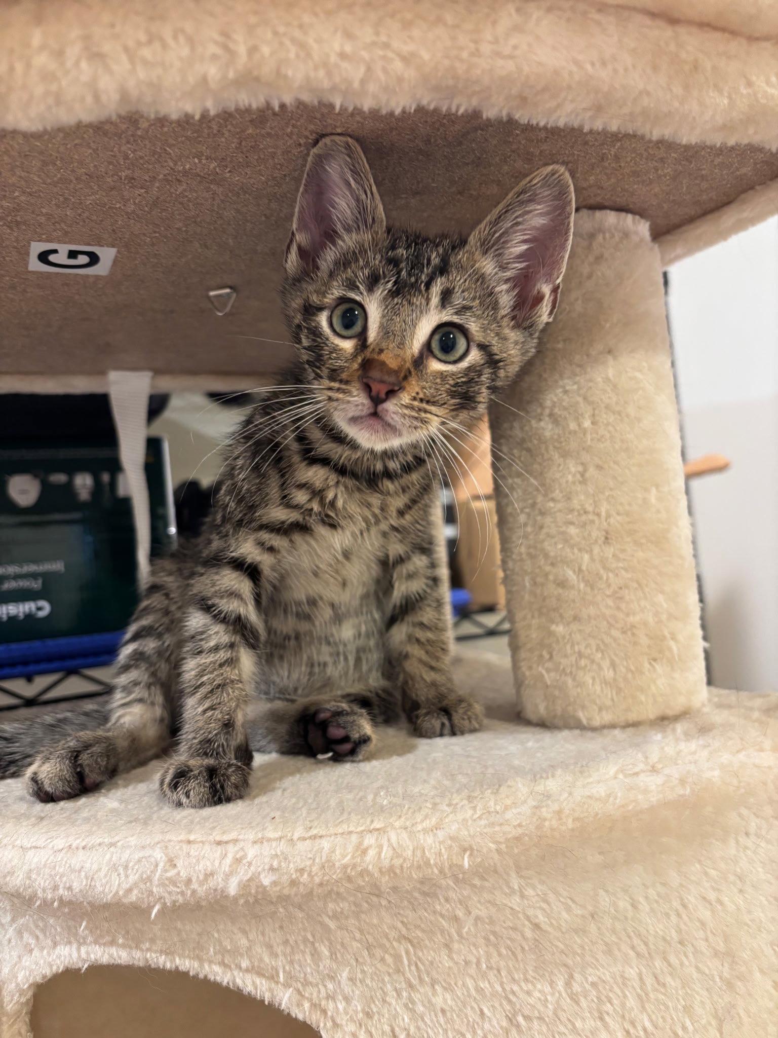 Carmy, Adoptable, Kitten Male Domestic Short Hair.