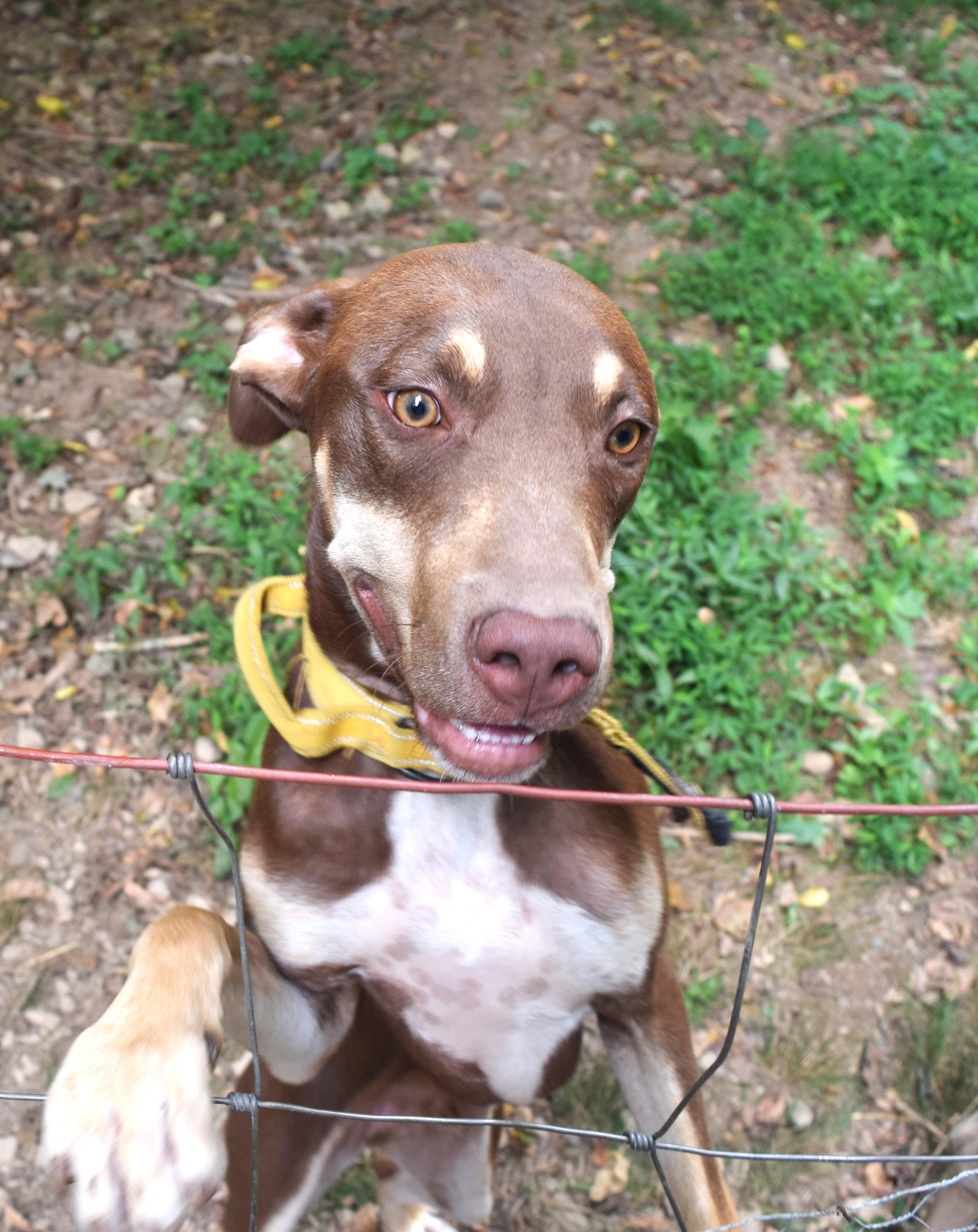 Titan, an adoptable Doberman Pinscher, Weimaraner in Gainesboro, TN, 38562 | Photo Image 1