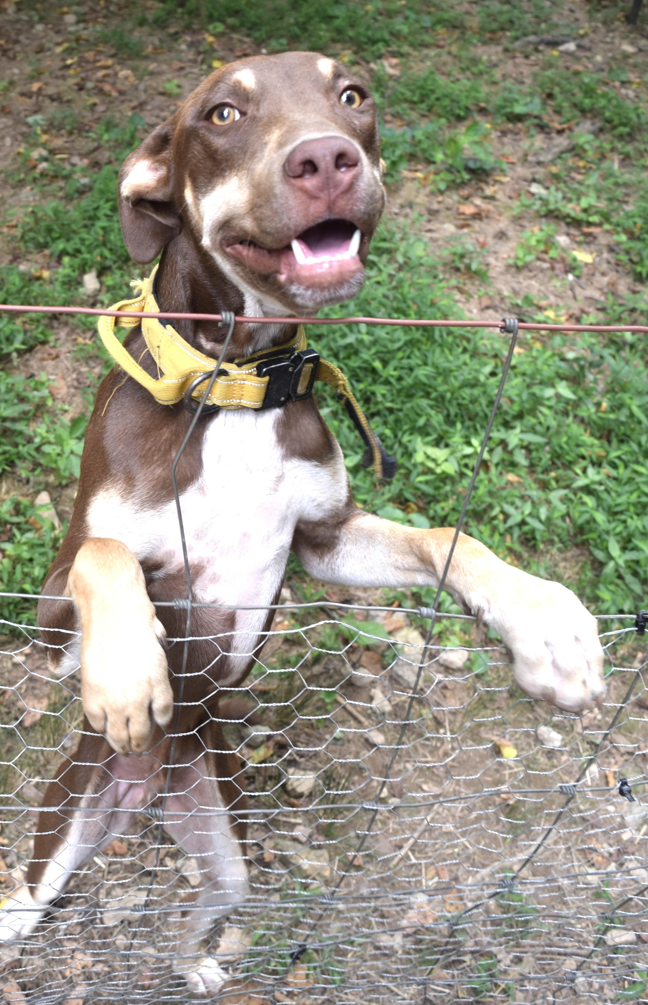 Titan, an adoptable Doberman Pinscher, Weimaraner in Gainesboro, TN, 38562 | Photo Image 2