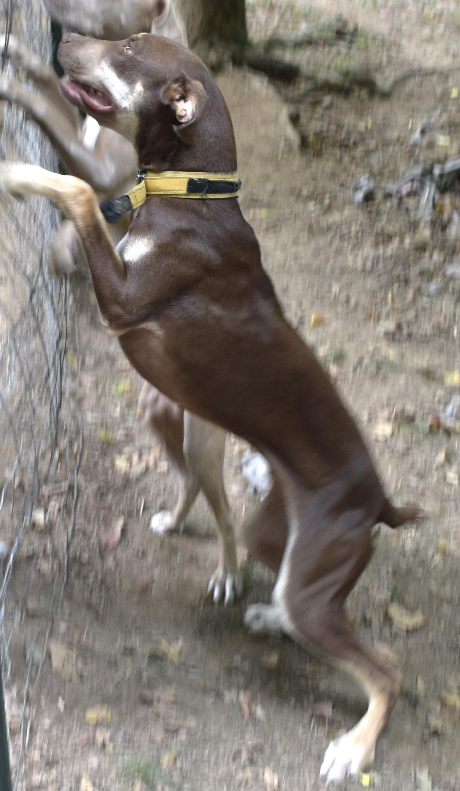 Titan, an adoptable Doberman Pinscher, Weimaraner in Gainesboro, TN, 38562 | Photo Image 4