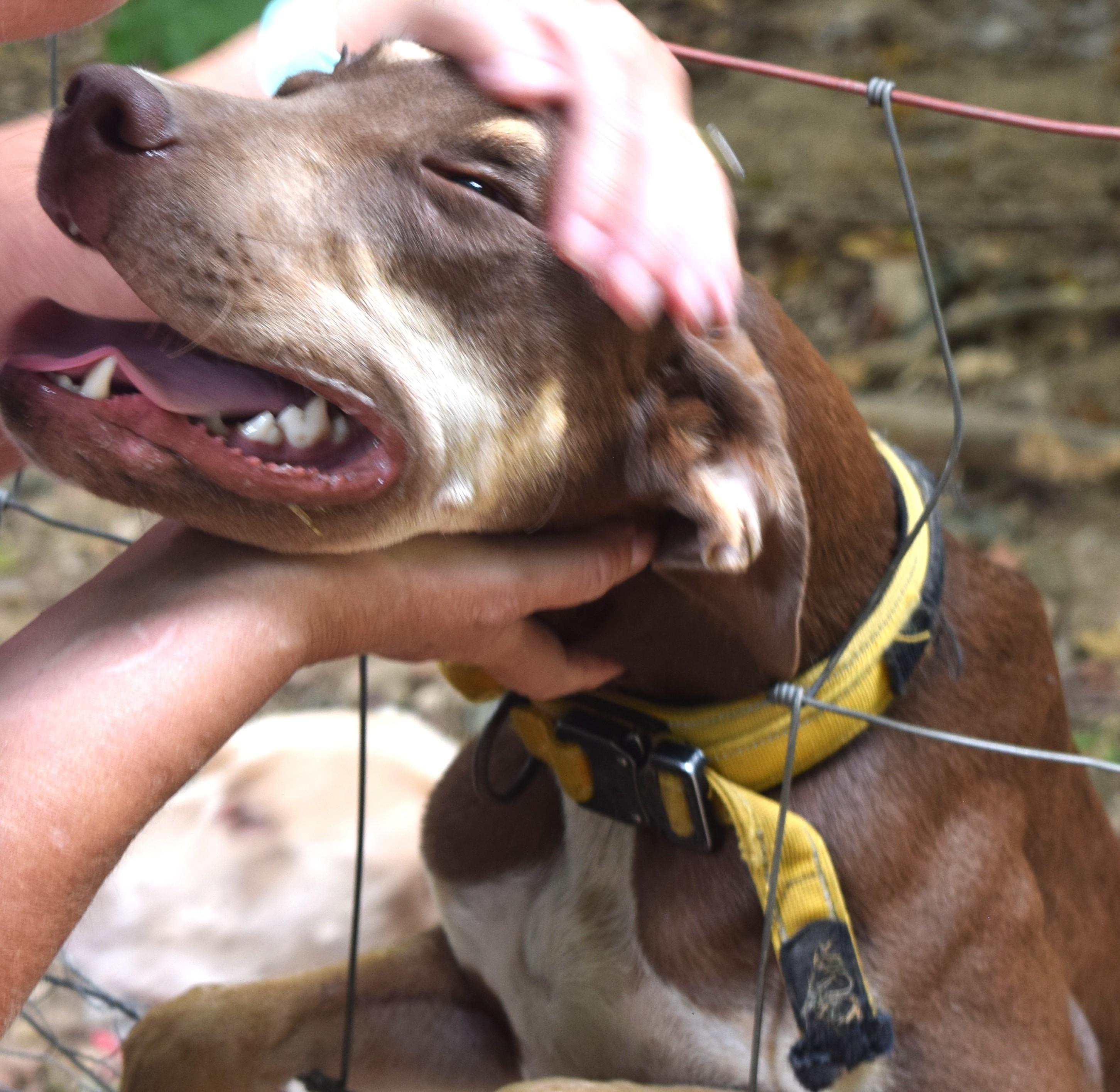 Titan, an adoptable Doberman Pinscher, Weimaraner in Gainesboro, TN, 38562 | Photo Image 3