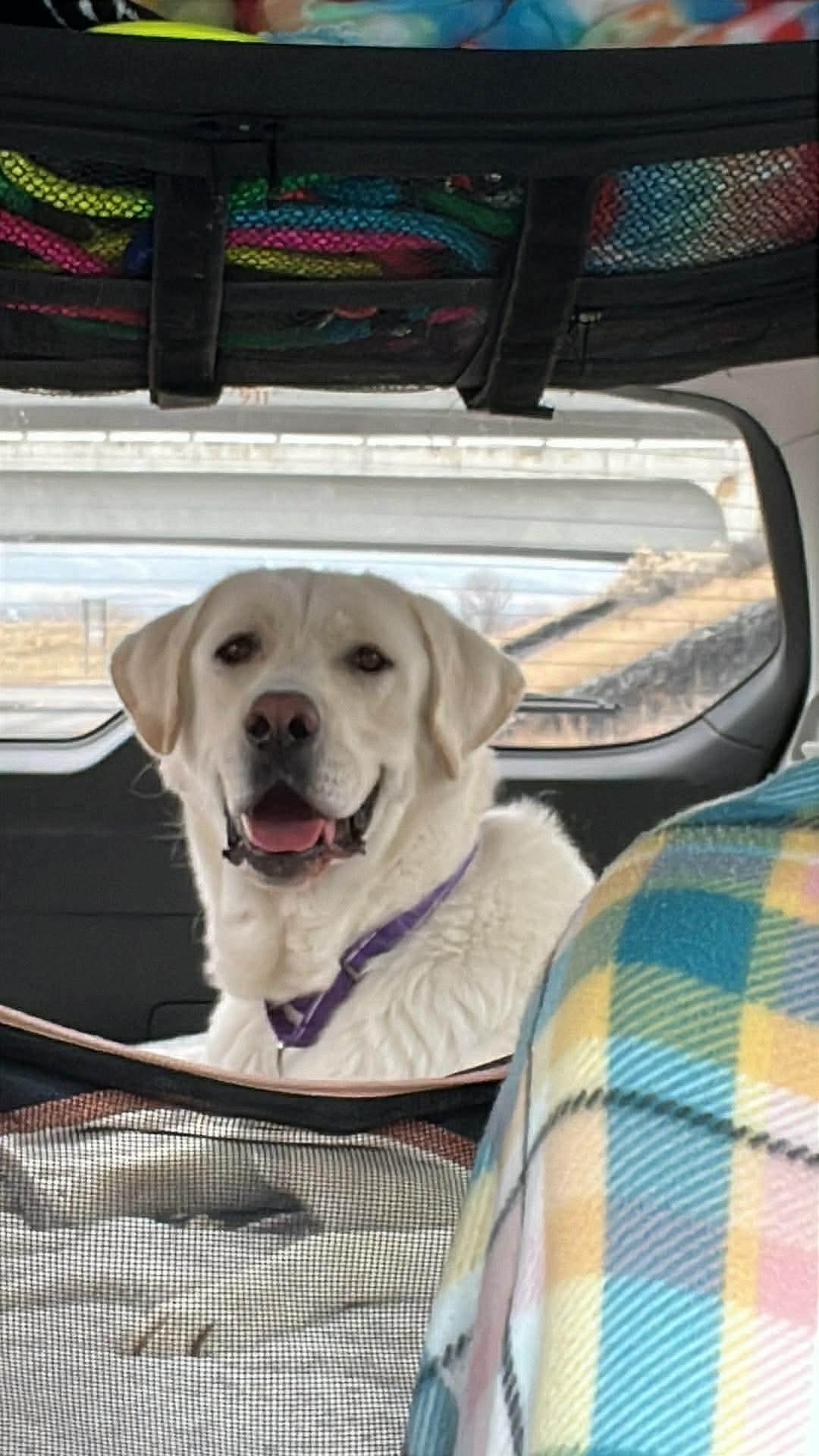 Mormont, Adoptable, Adult Male Akbash.