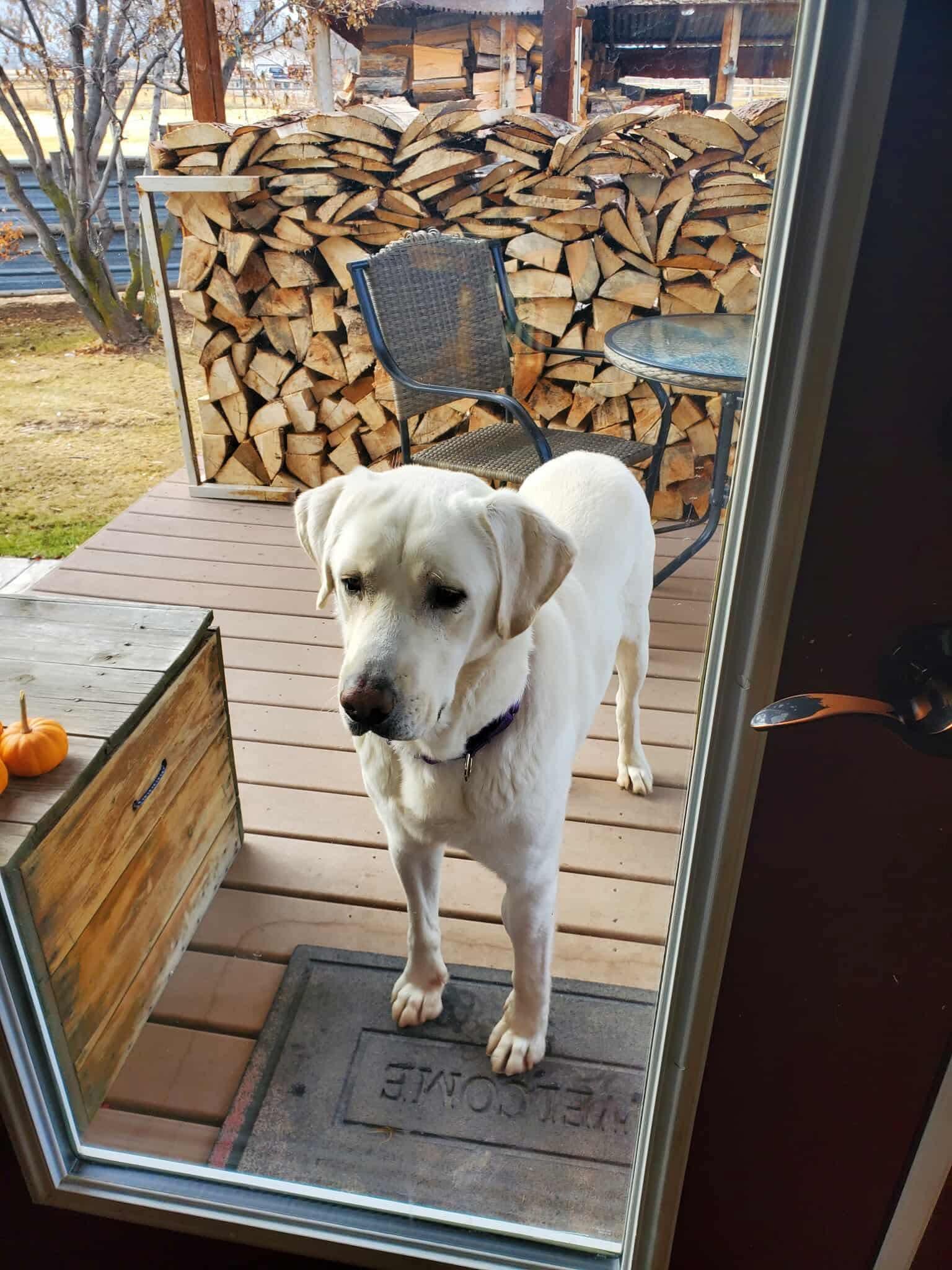 Mormont, a Adoptable Akbash in Bountiful, UT image 2/3