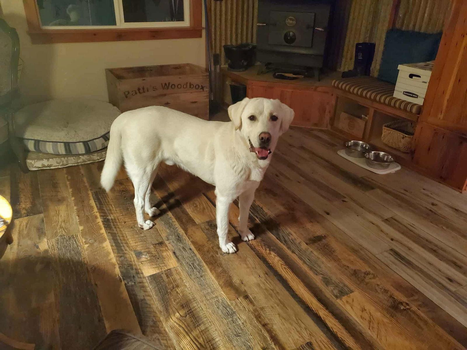 Mormont, a Adoptable Akbash in Bountiful, UT image 3/3