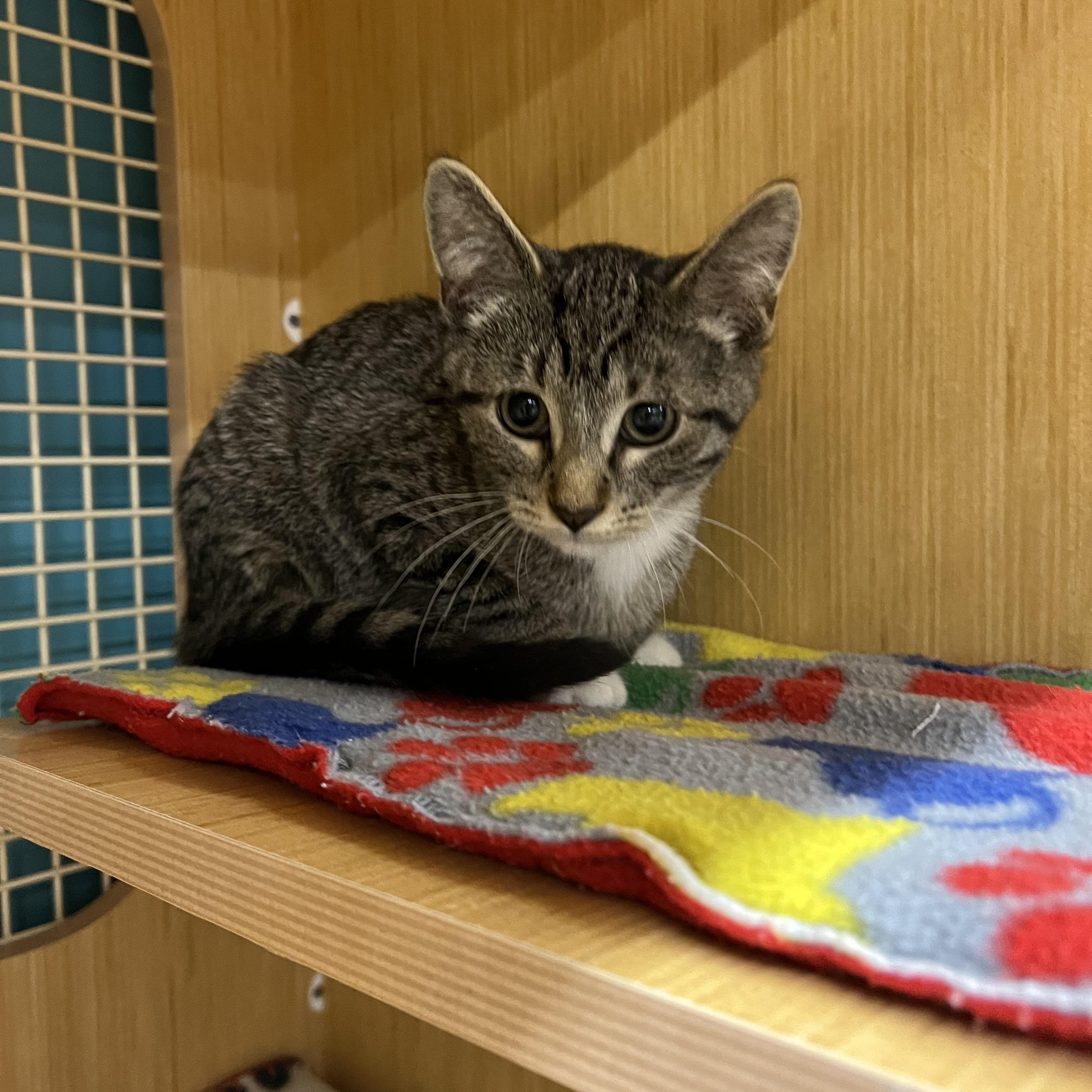 Angel, adopted, Kitten Female Domestic Short Hair.