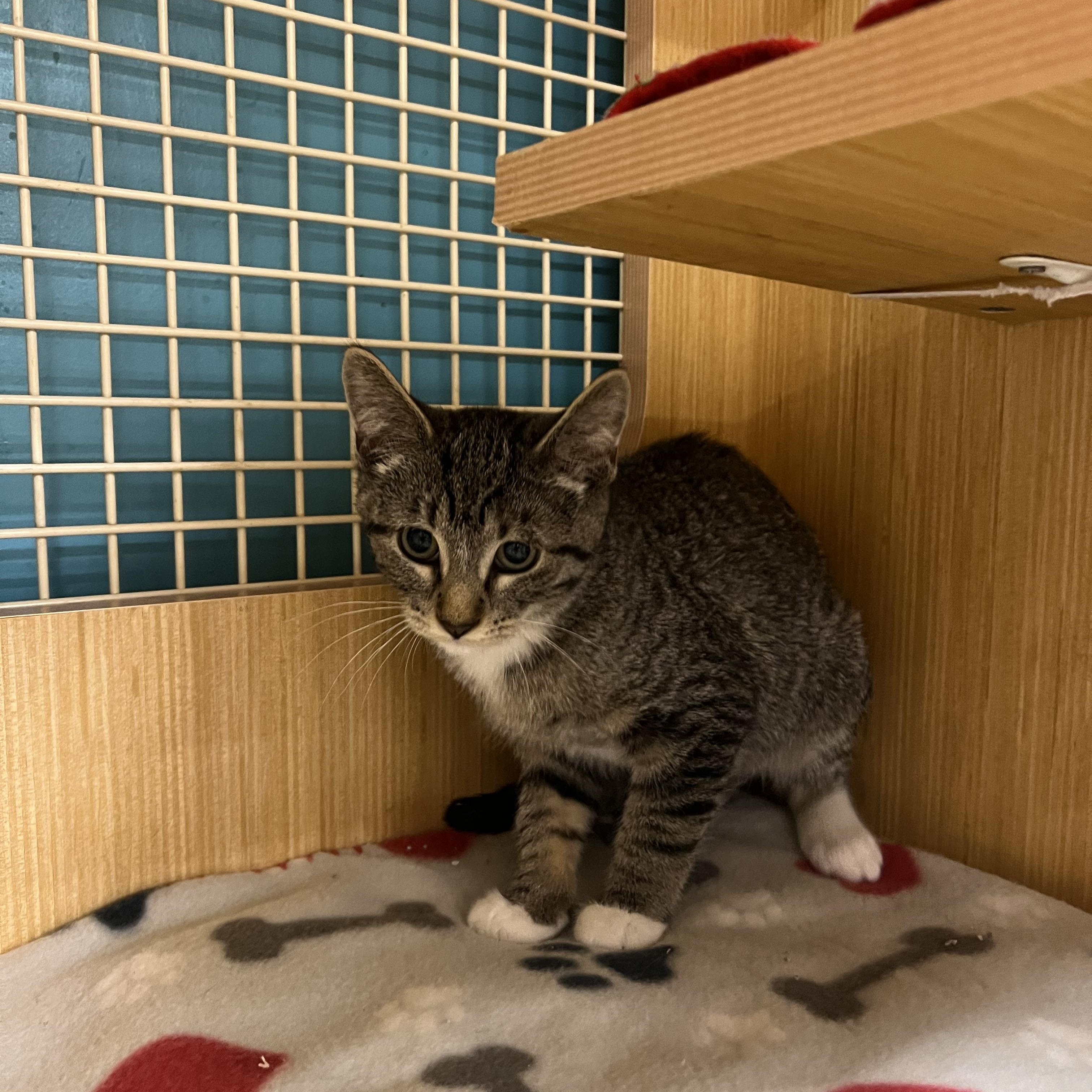 Angel, an adopted Domestic Short Hair in Manhattan, KS image 2/2