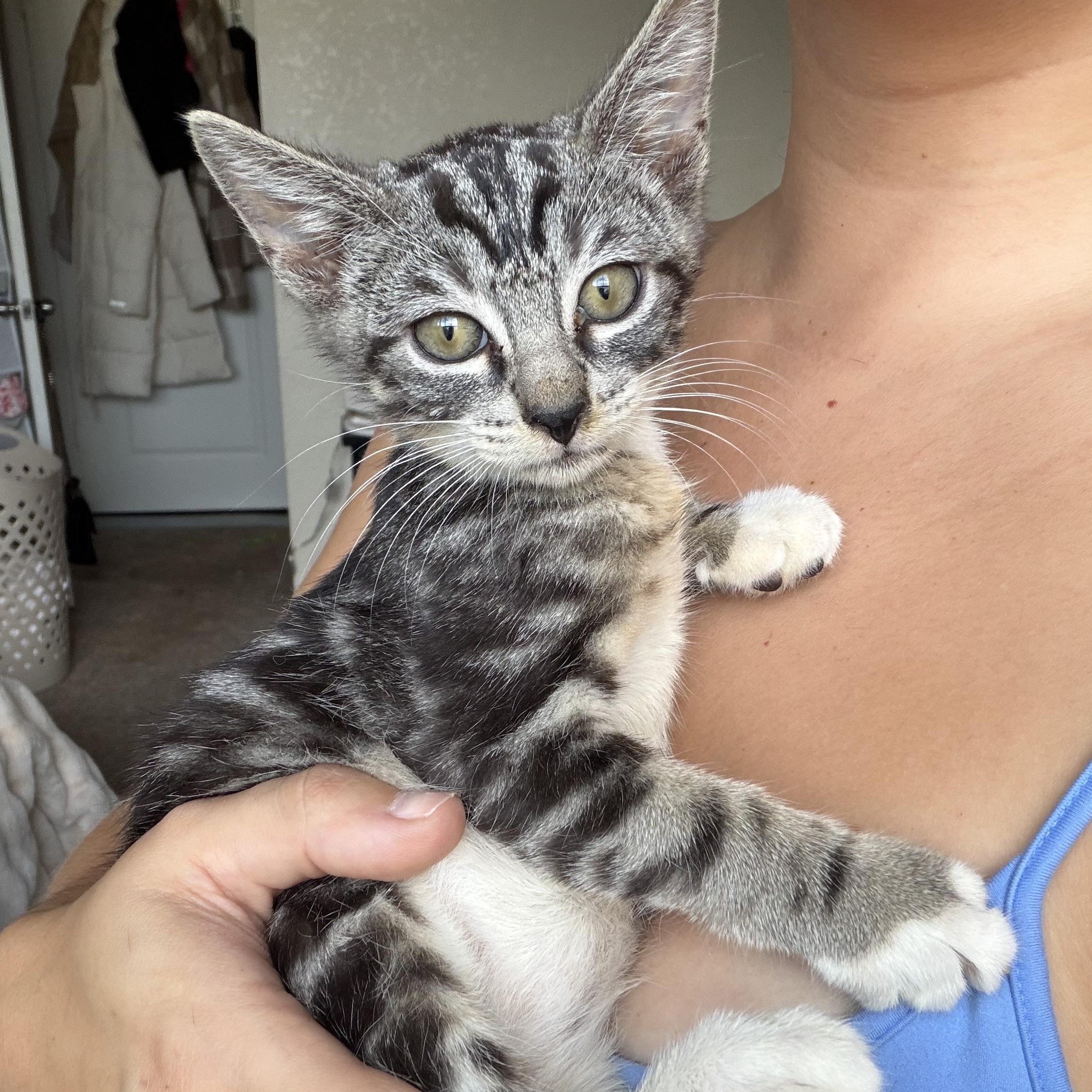 Enlarge Littlefoot, a Adoptable Domestic Short Hair in jacksonville, FL image 2/6
