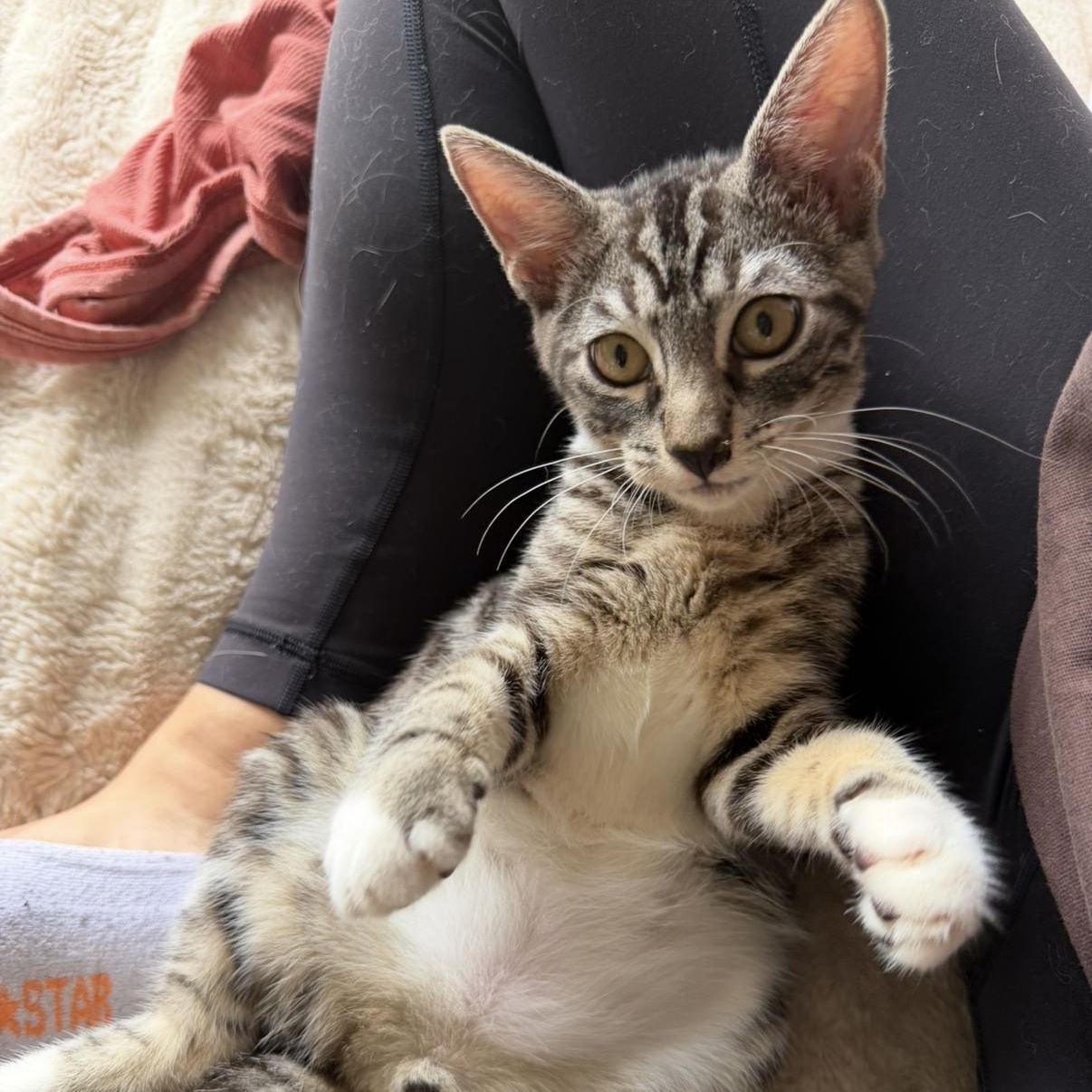 Enlarge Littlefoot, a Adoptable Domestic Short Hair in jacksonville, FL image 1/6