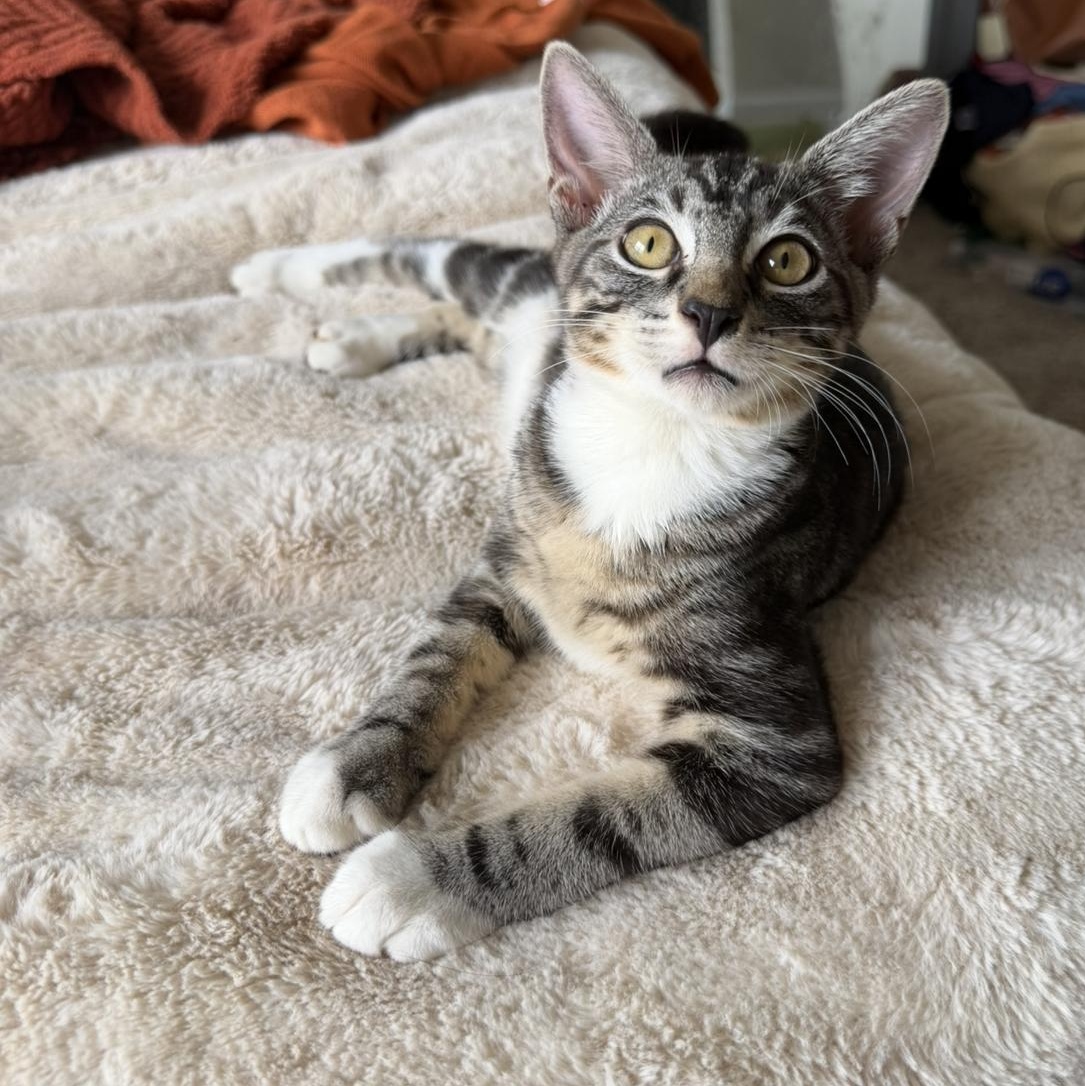 Enlarge Littlefoot, a Adoptable Domestic Short Hair in jacksonville, FL image 5/6